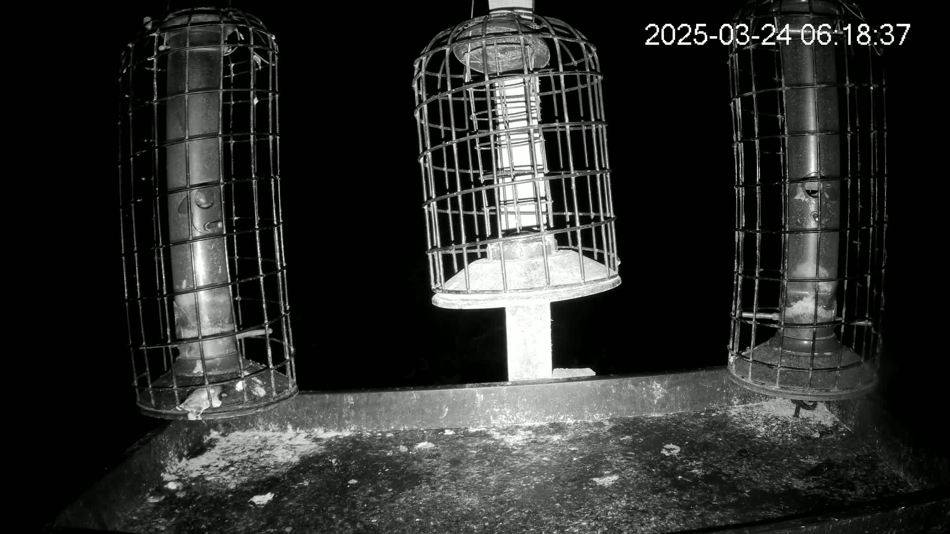 Three caged bird feeders sit on a tray at night.