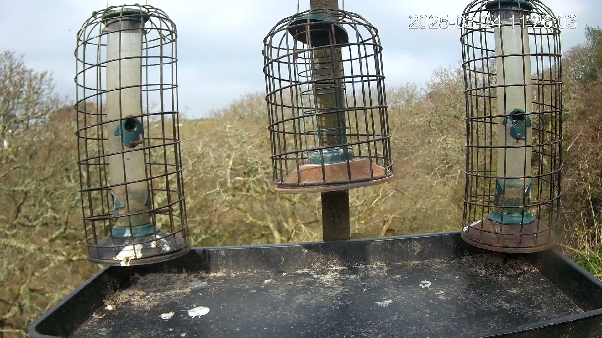 Three caged bird feeders hang from a post above a tray on the ground, with bare trees and an overcast sky in the background.