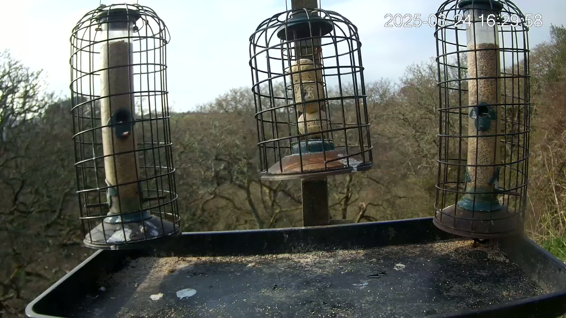 Three cylindrical bird feeders filled with seed and suet balls hang from a post against a backdrop of leafless trees under a bright, sunny sky.