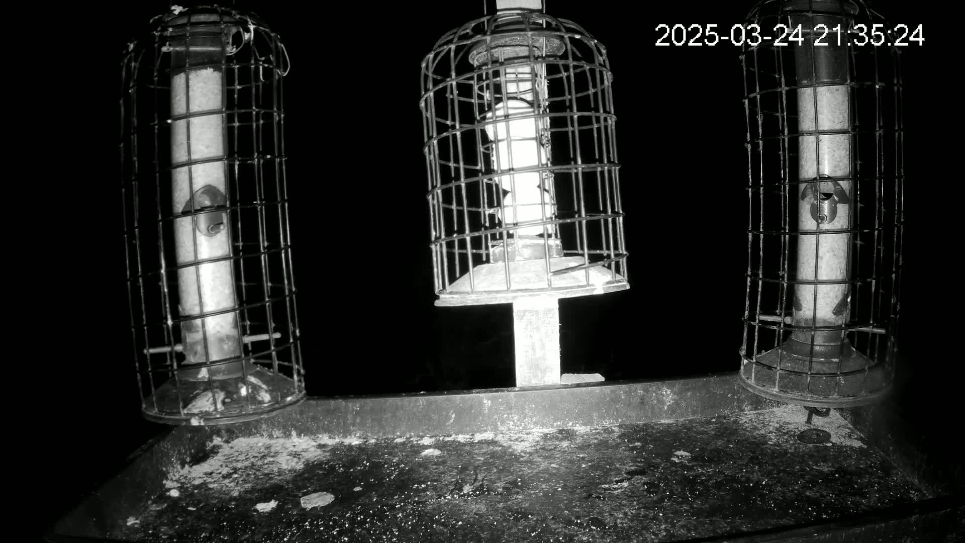 Three caged bird feeders stand on a dark tray at night.