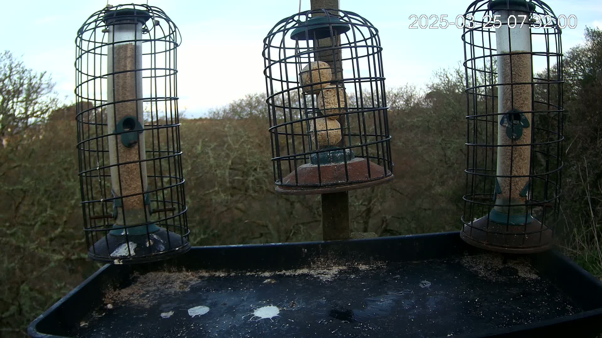 Three bird feeders, two filled with seed and one with suet balls, are mounted on a post above a dark tray covered in birdseed and droppings, against a backdrop of trees under a mostly clear sky.