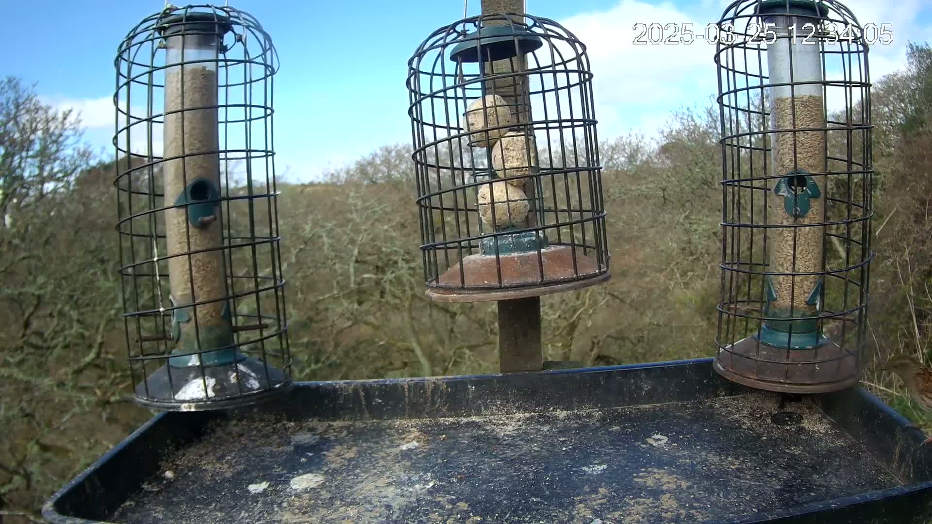 Three bird feeders, two filled with seed and one with suet balls, are mounted on a tray against a backdrop of leafless trees under a sunny sky.