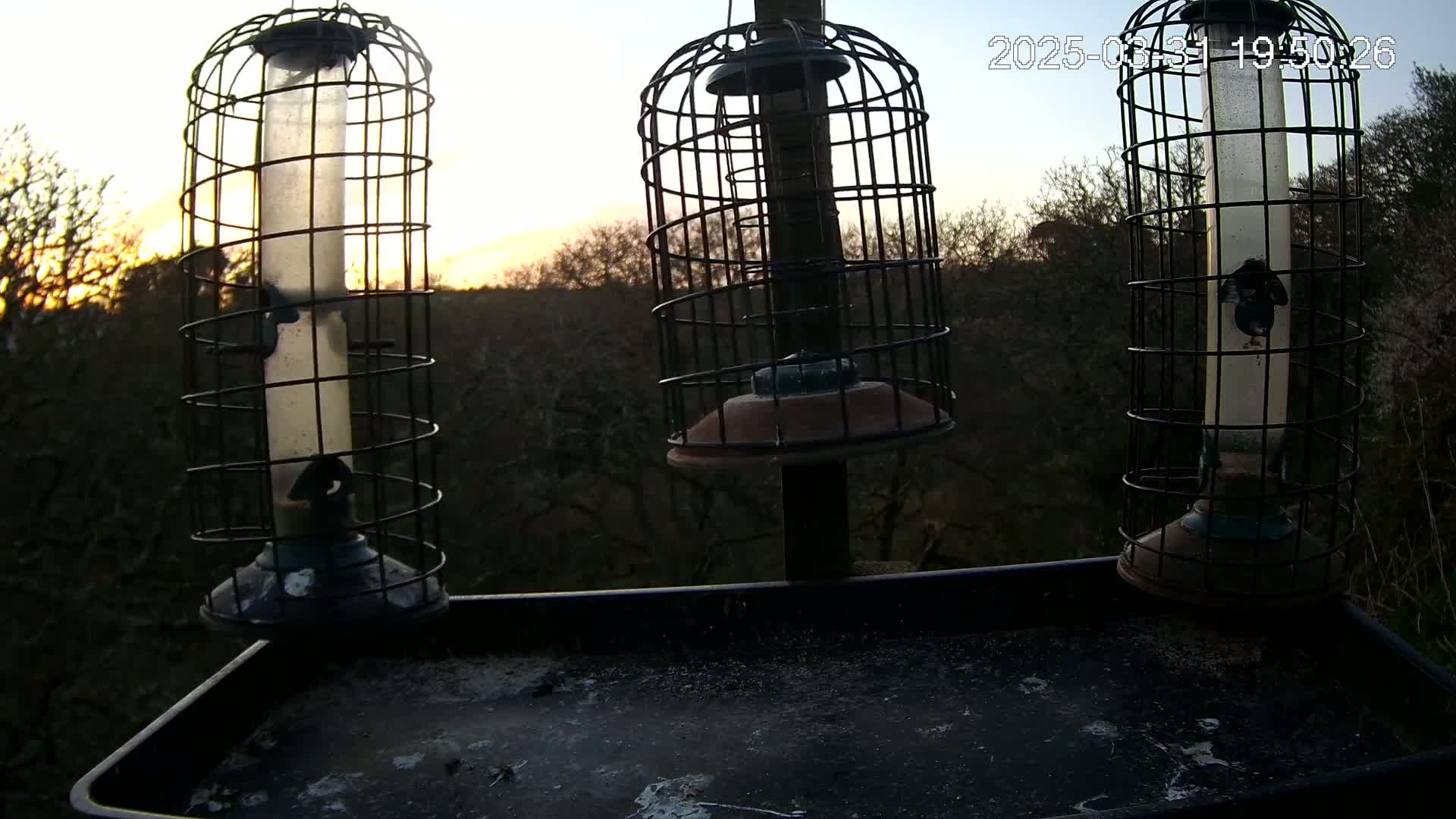 Three caged bird feeders sit on a tray at dusk against a backdrop of dark trees and a setting sun.