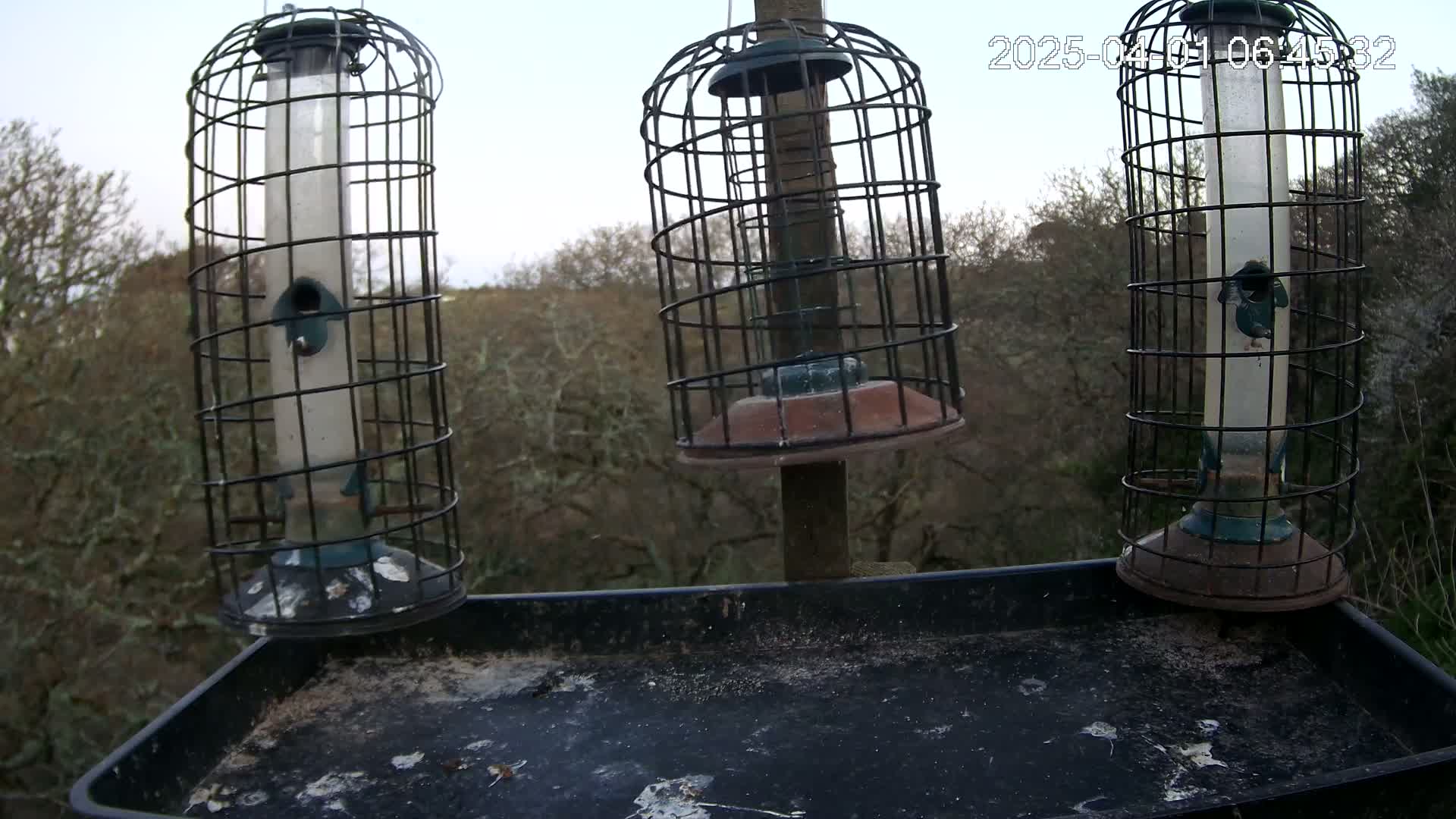 Three caged bird feeders sit on a tray against a backdrop of leafless trees under an overcast sky.