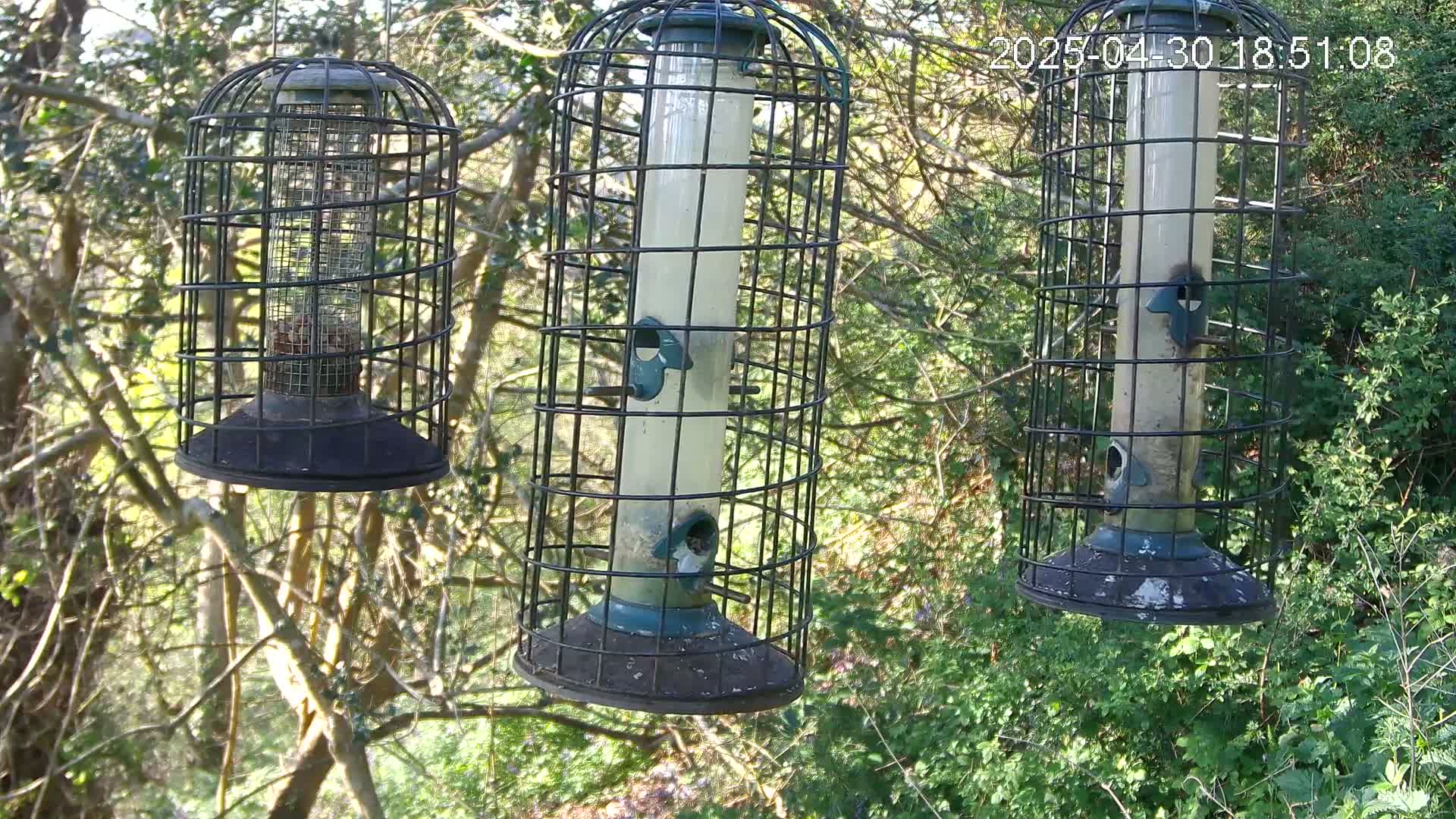 Three caged bird feeders hang from tree branches in a sunny, wooded area.