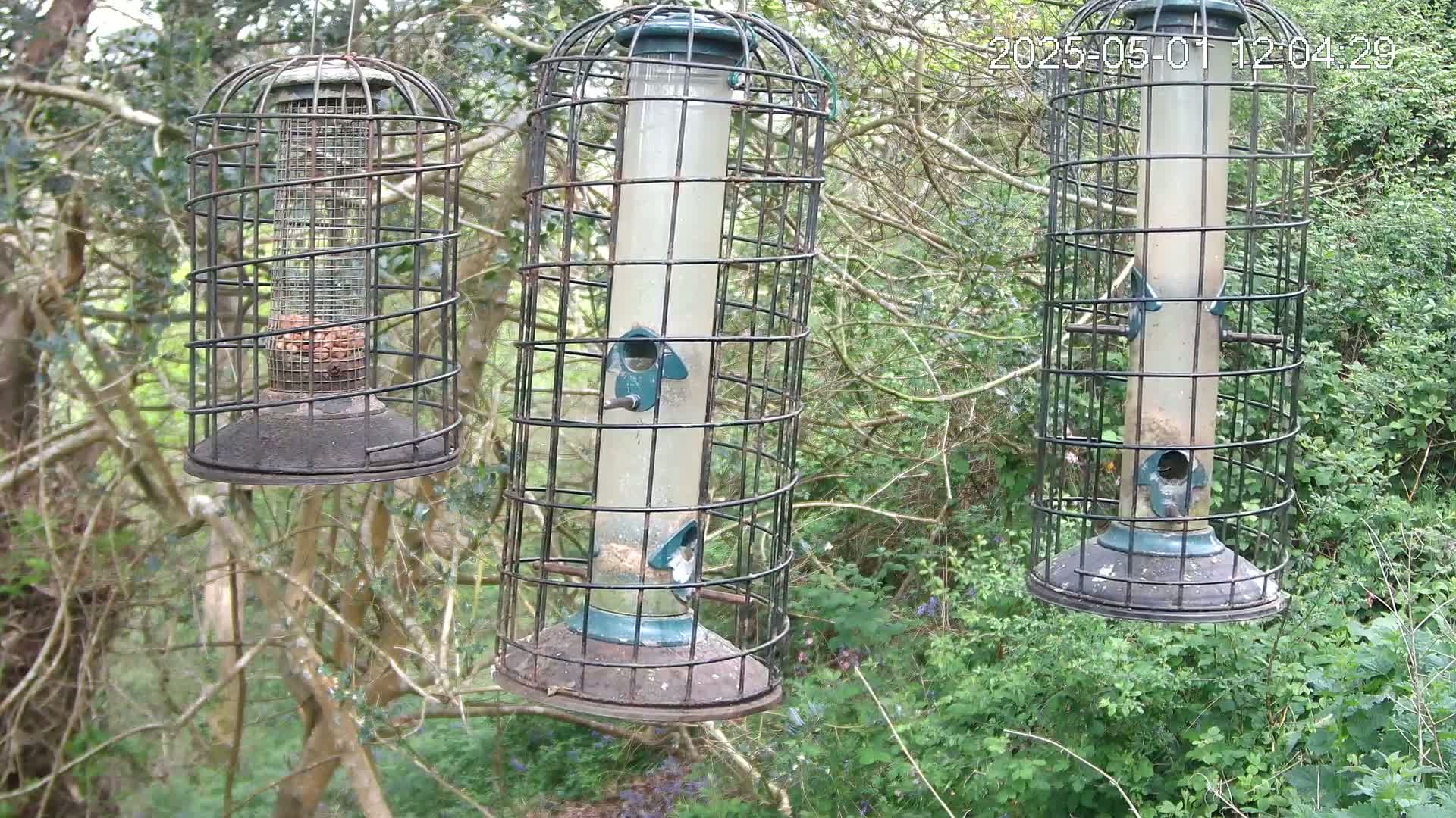 Three bird feeders, encased in wire cages, hang from branches in a wooded area with lush green undergrowth.