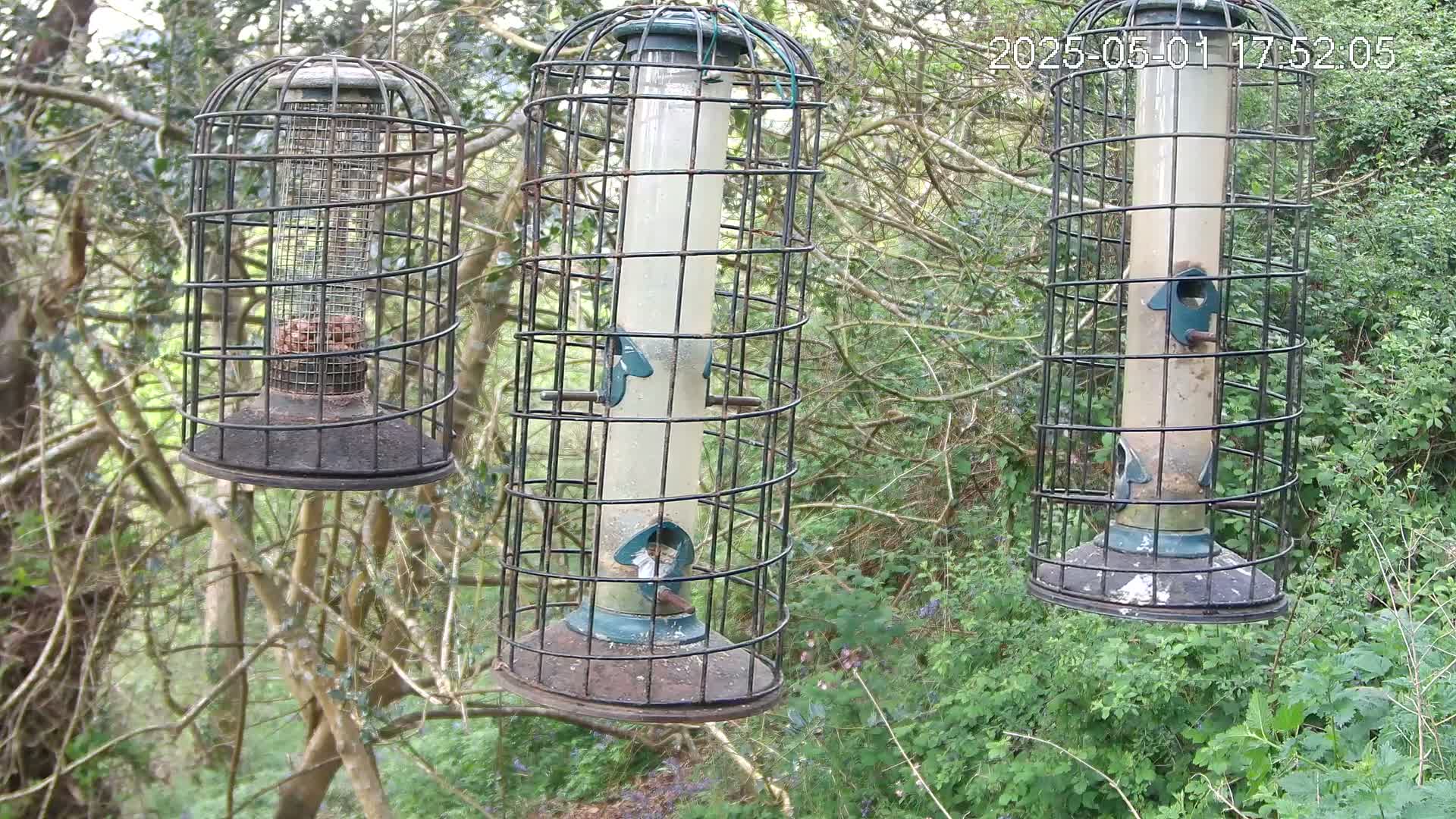 Three caged bird feeders hang from tree branches in a wooded area with green undergrowth.