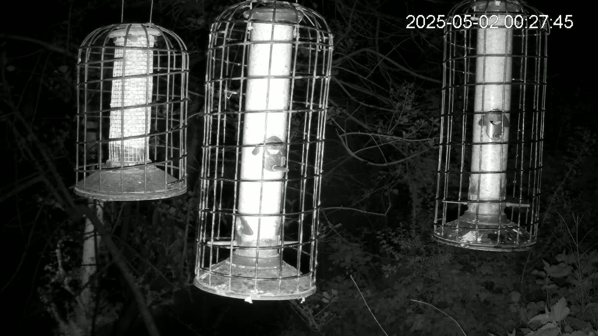 Three caged bird feeders hang from tree branches at night.