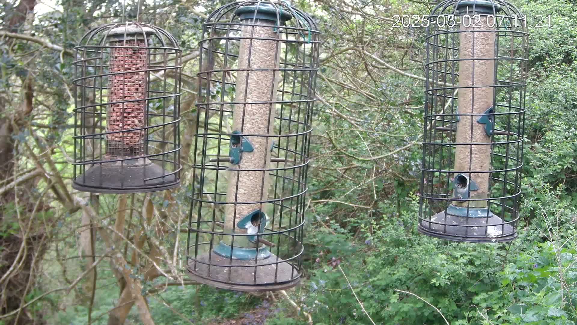 Three cylindrical bird feeders, each enclosed in a wire cage, hang from tree branches in a wooded area.