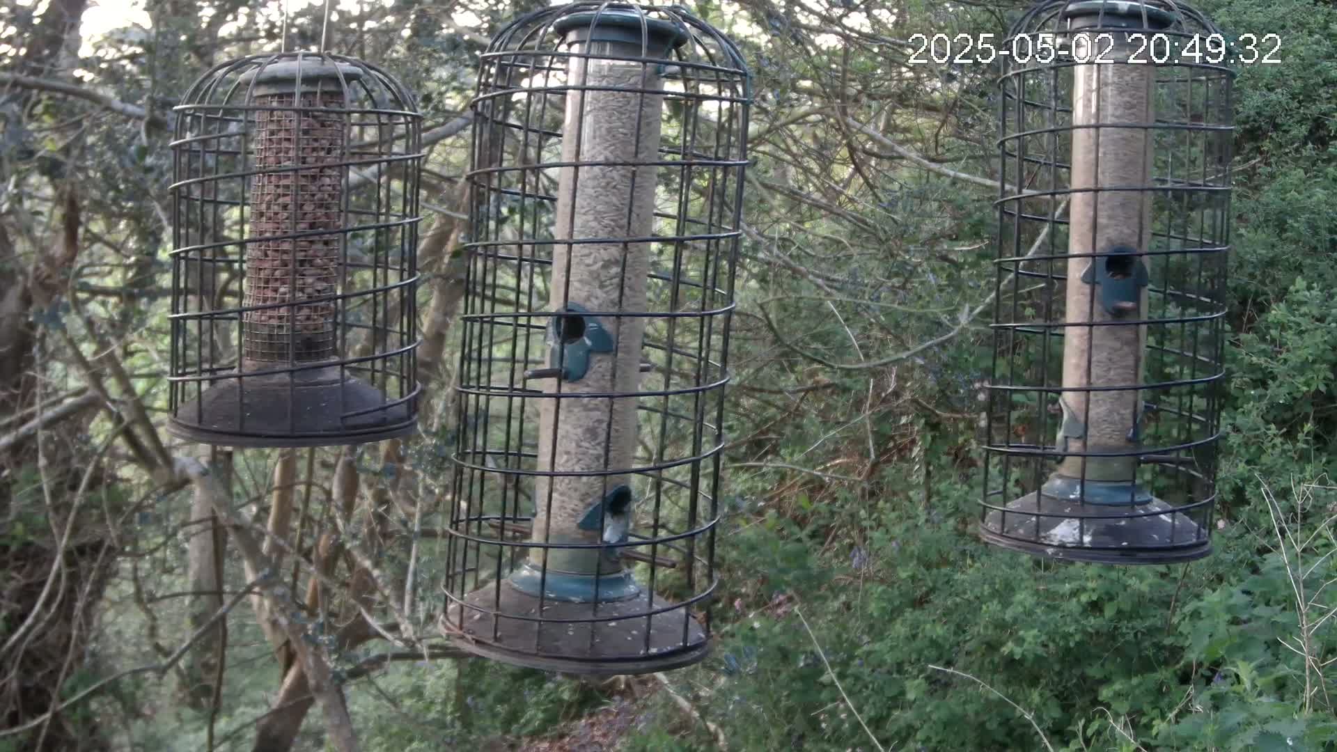 Three caged bird feeders hang from branches in a wooded area.
