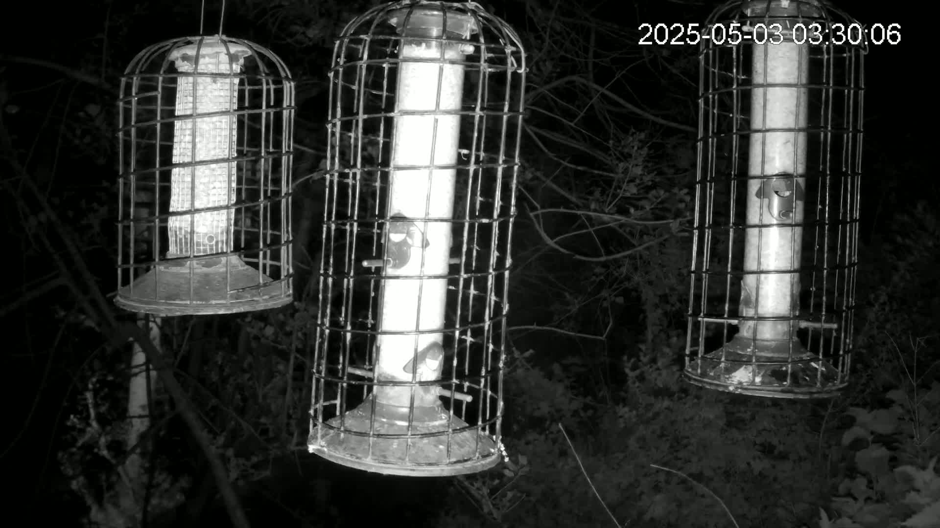 Three caged bird feeders hang in the dark from tree branches at night.