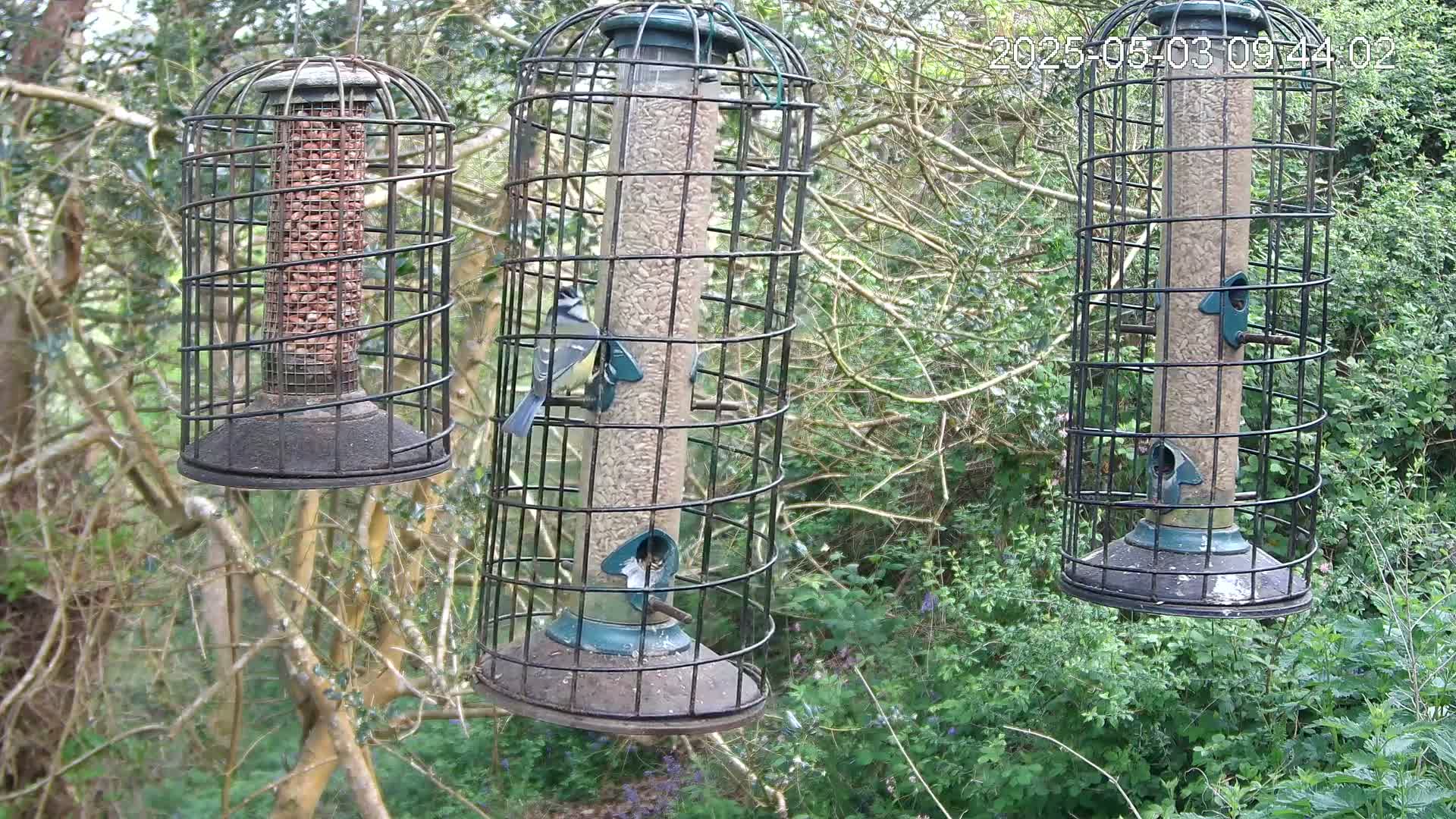 Three caged bird feeders hang from tree branches in a wooded area, with birds feeding from two of them.