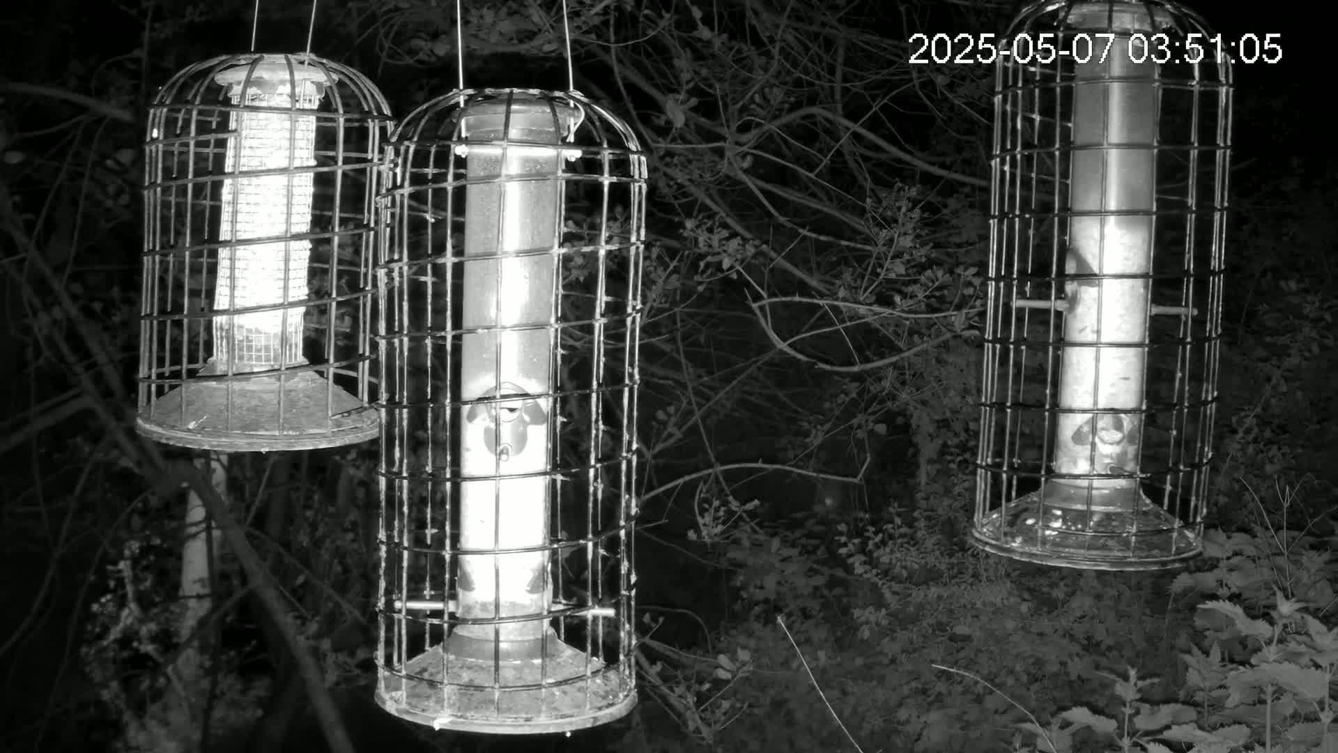 Three cylindrical bird feeders hang in a dark, wooded area at night.