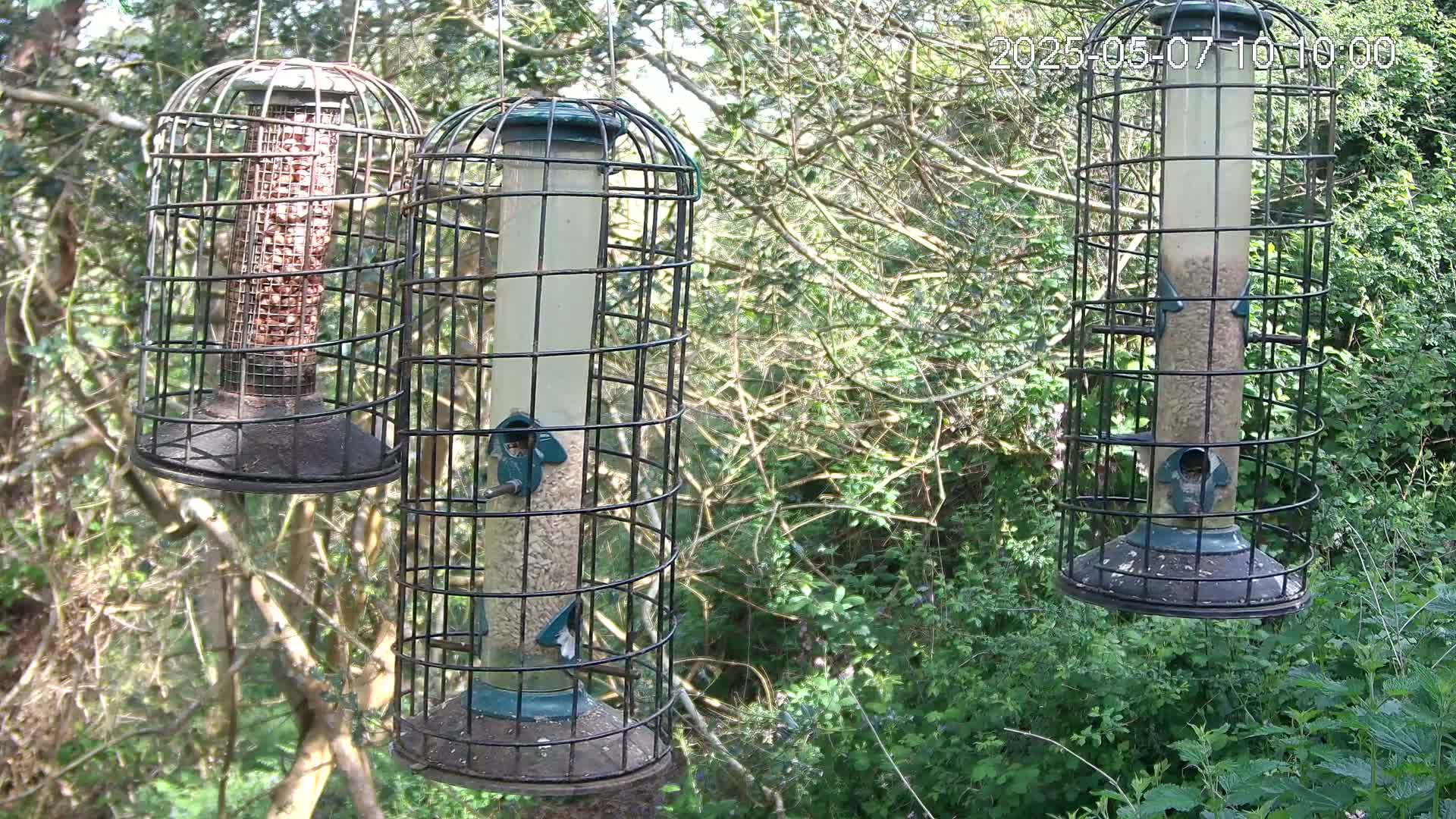 Three cylindrical bird feeders, two filled with seeds and one with nuts, hang from tree branches in a sunny, wooded area.