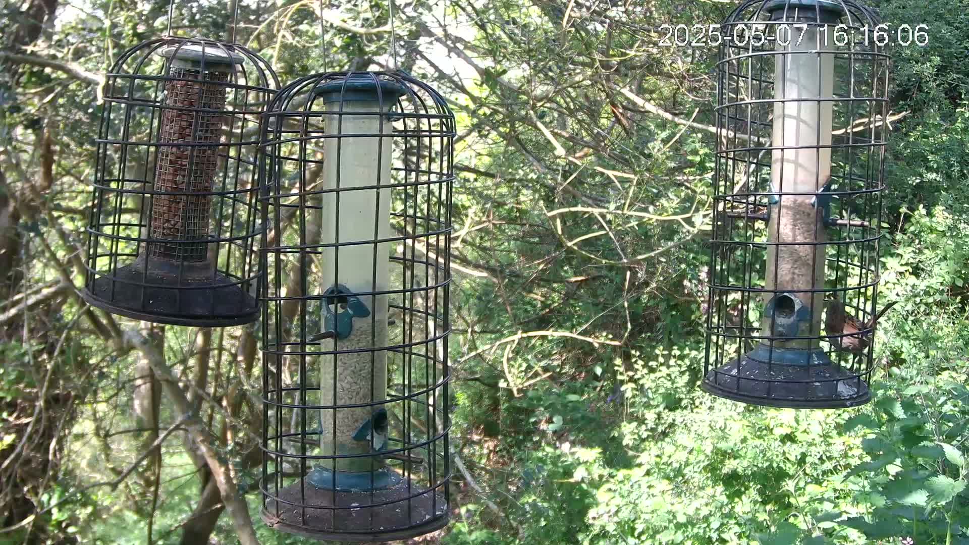 Three cylindrical bird feeders, surrounded by lush green trees and under a bright, sunny sky, are being used by several birds.