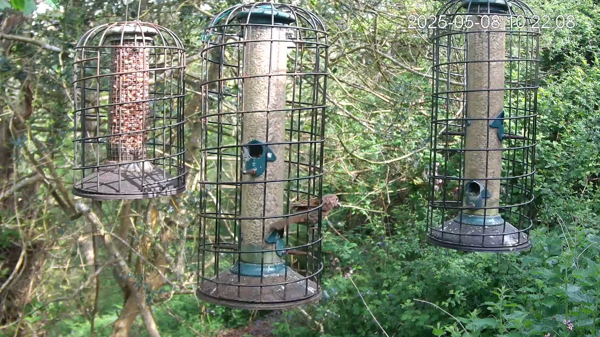 Three cylindrical bird feeders, enclosed in wire cages, hang in a wooded area on a bright, sunny day.
