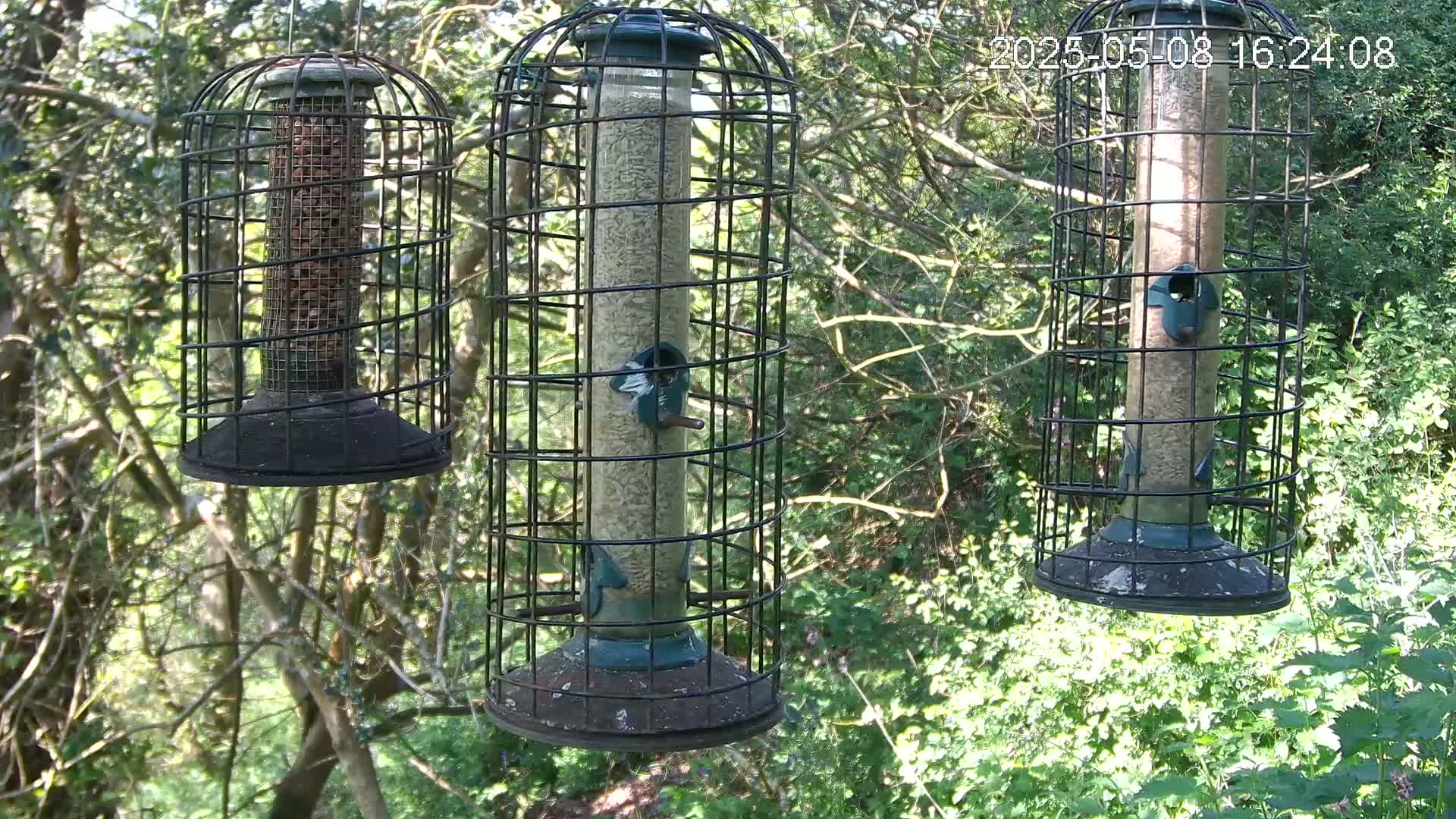 Three bird feeders, each encased in a wire cage, hang from tree branches in a sunlit, leafy woodland.