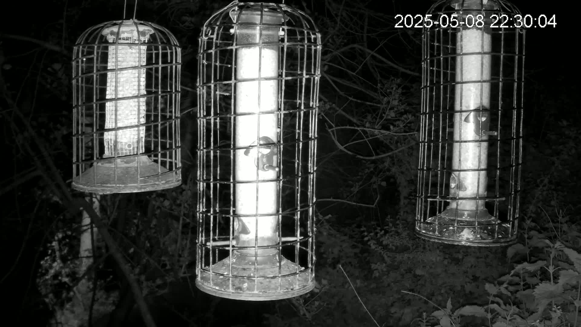 Three caged bird feeders hang from tree branches at night.