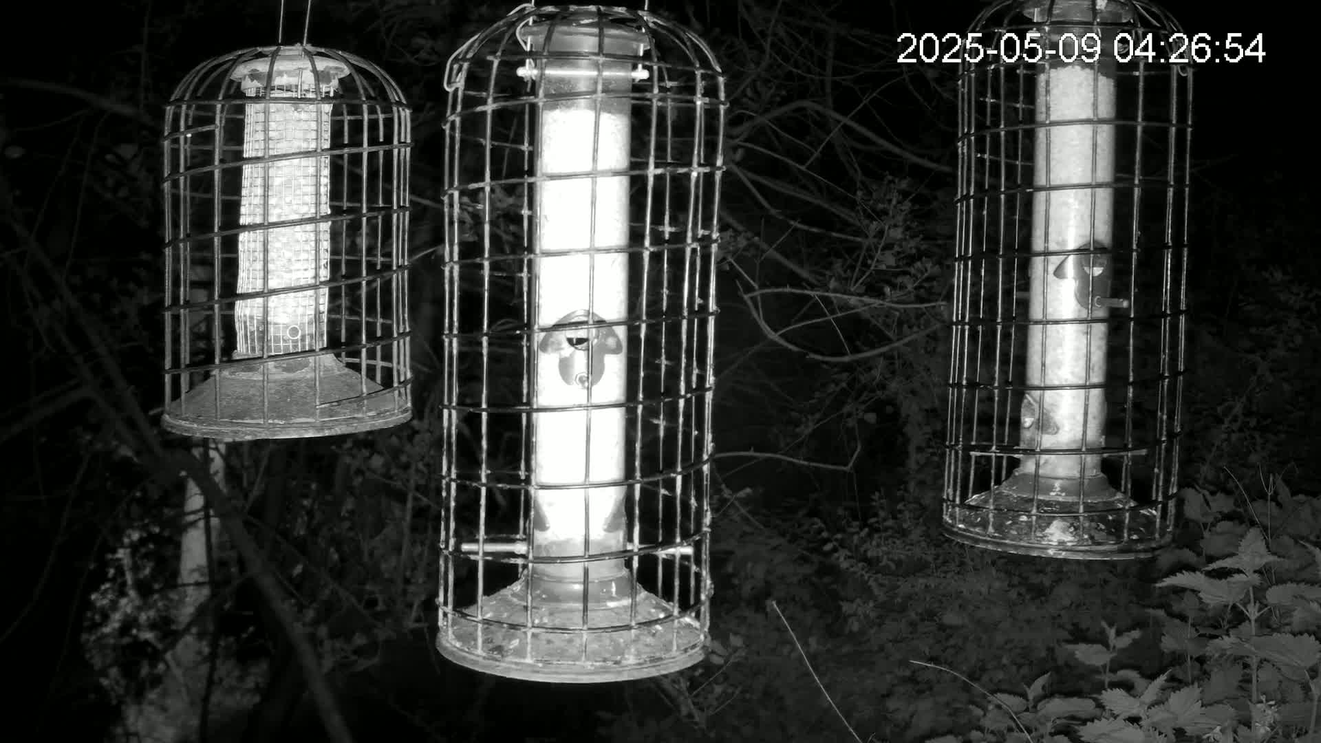 Three cylindrical bird feeders hang in a dark, outdoor setting at night.