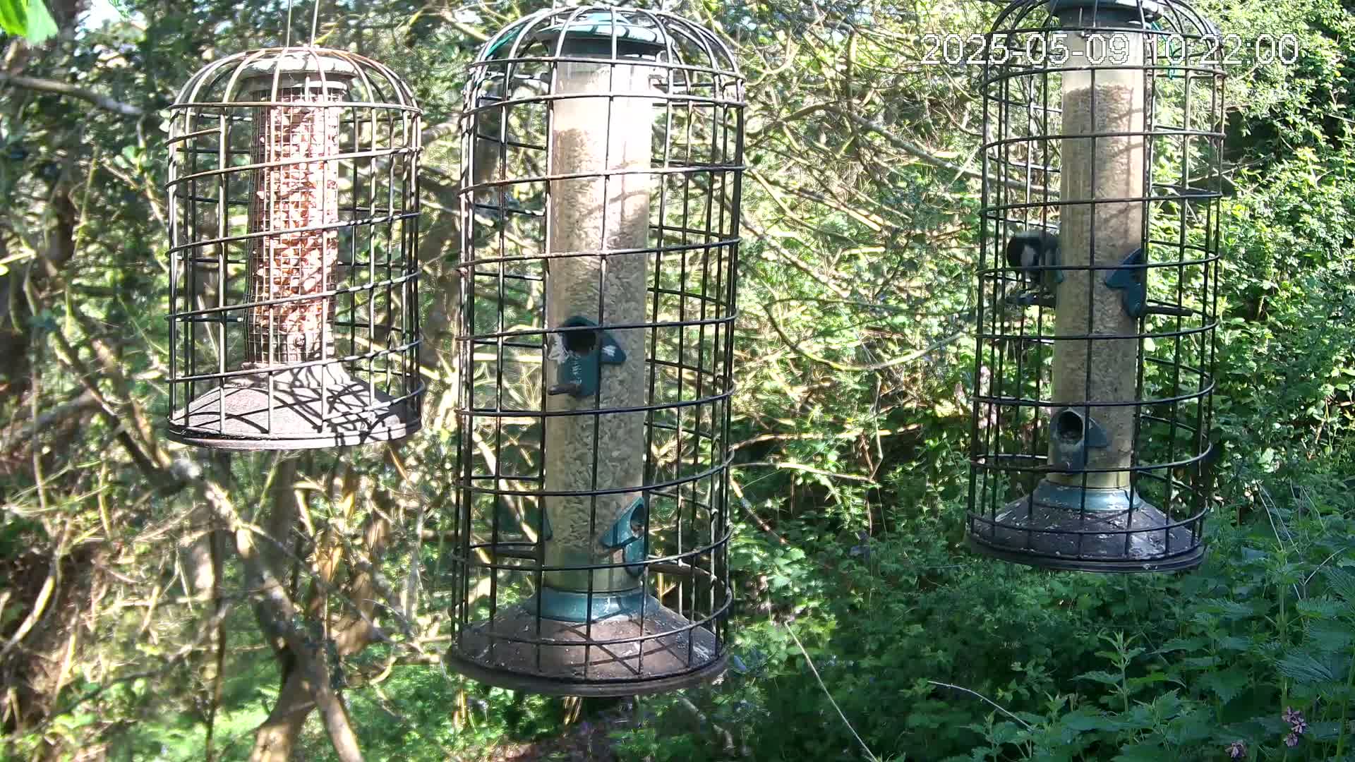 Three cylindrical bird feeders, enclosed in wire cages, hang from branches in a sunny, wooded area.