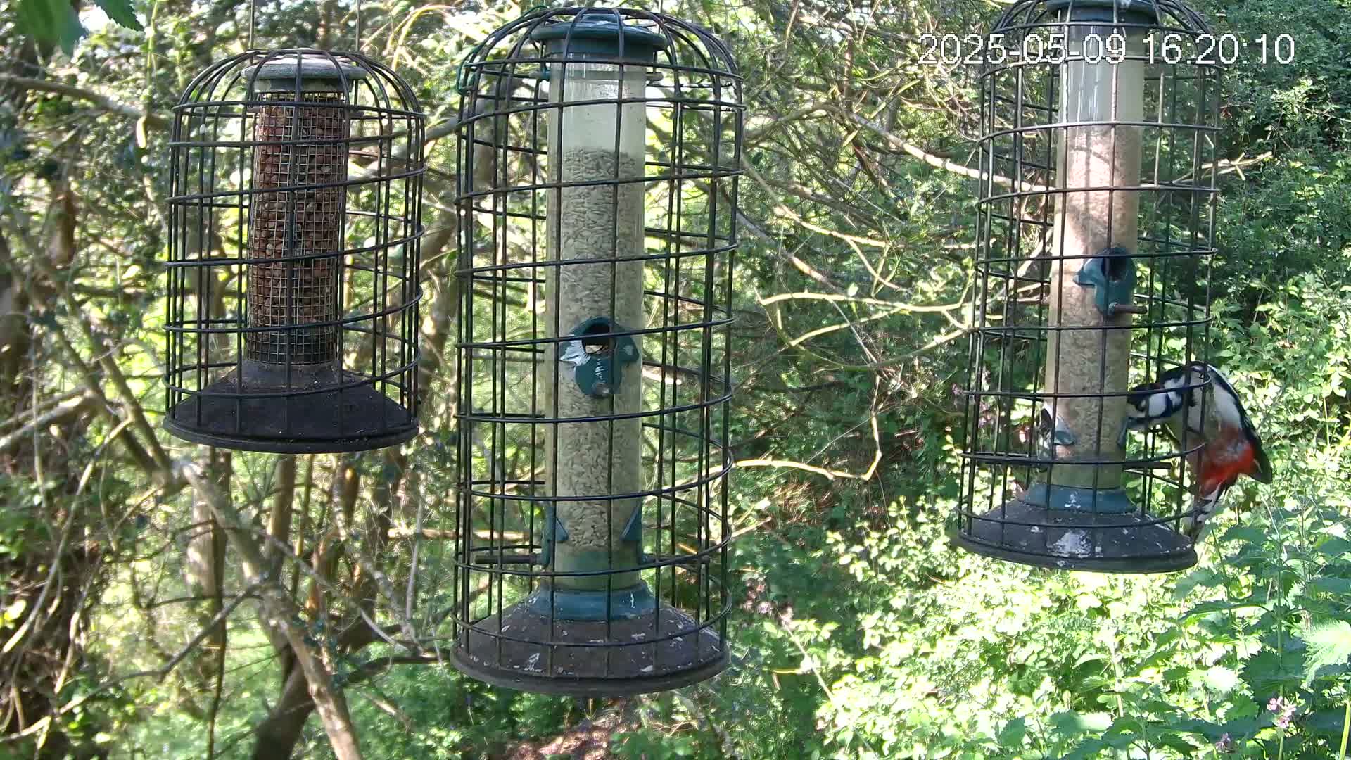 Three caged bird feeders hang from branches in a leafy green forest, with one feeder showing a great spotted woodpecker feeding.