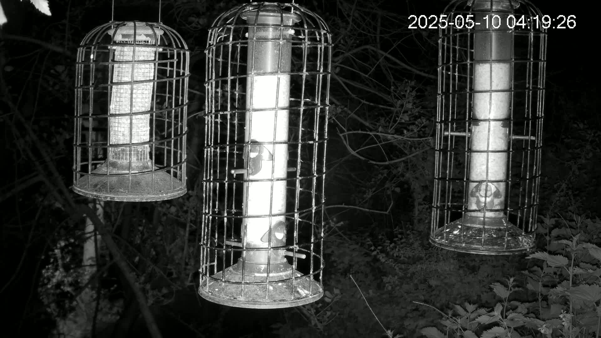 Three cylindrical bird feeders, encased in wire cages, hang from branches in a dark, nighttime woodland setting.