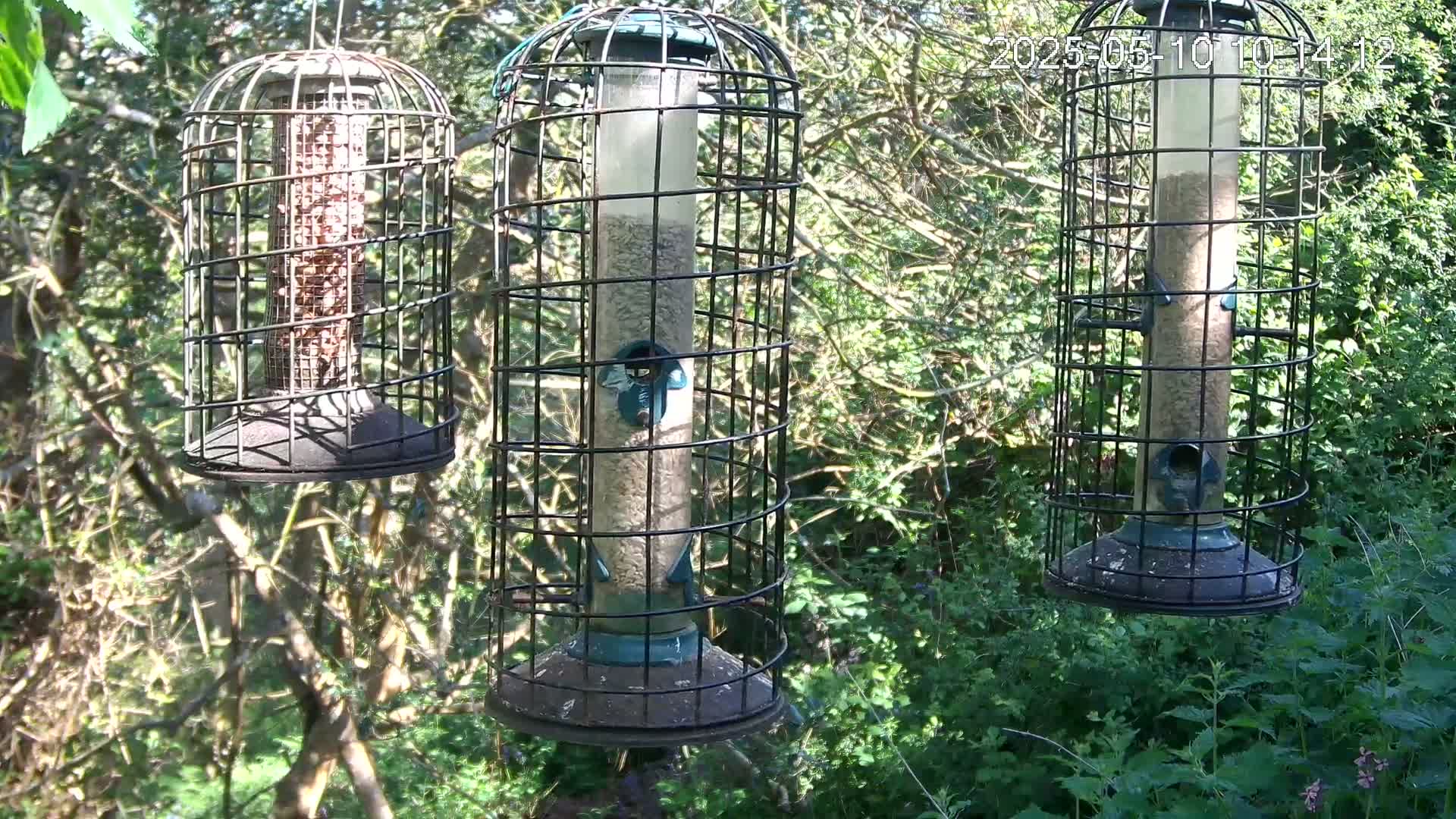 Three cylindrical bird feeders, enclosed in wire cages, hang from branches in a sunny, leafy green outdoor setting.