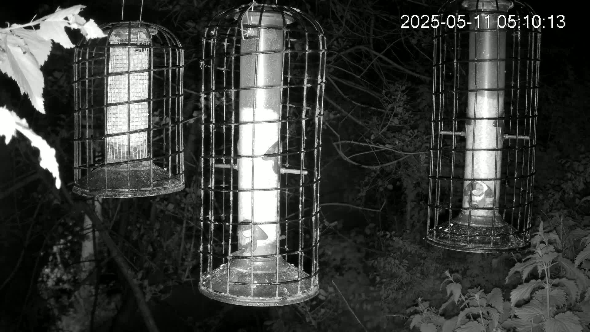 Three caged bird feeders hang from branches in a dark, nighttime woodland setting.