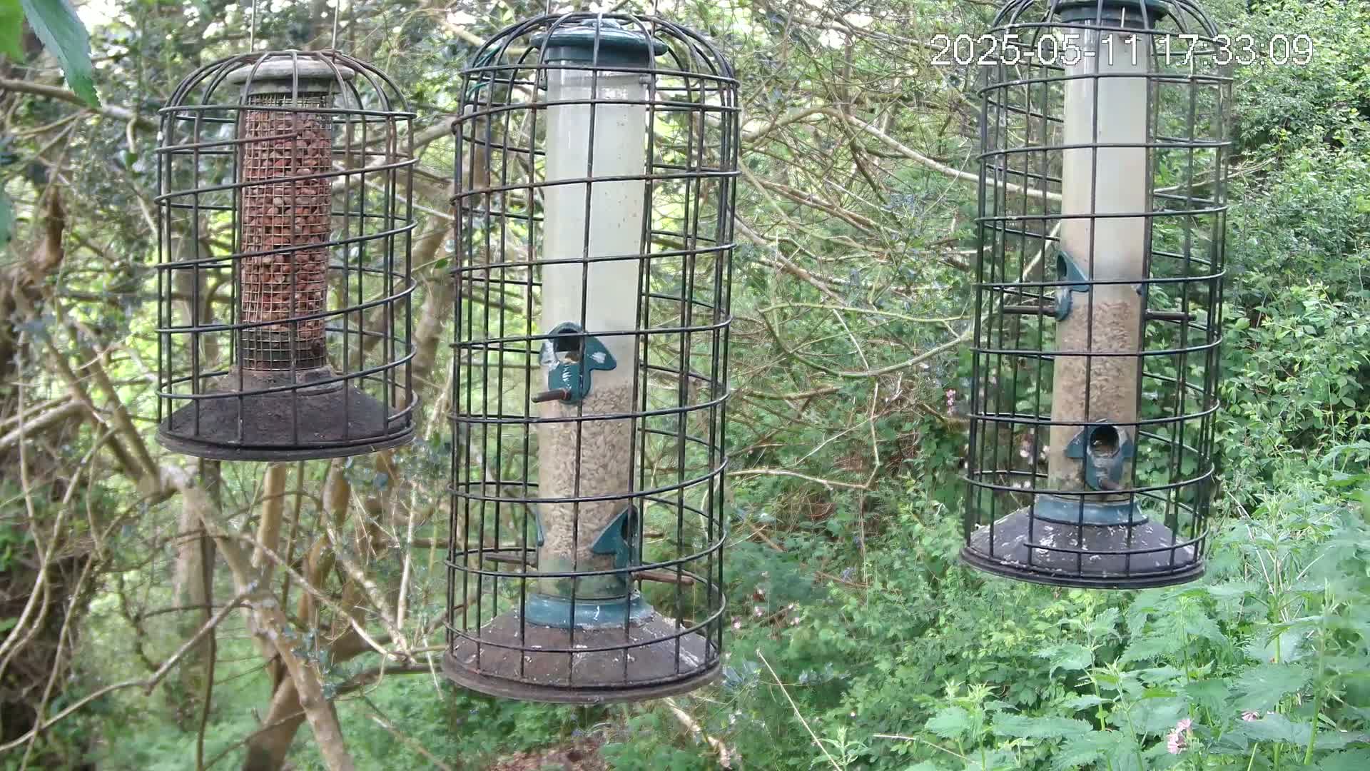 Three bird feeders hang from tree branches in a lush green wooded area.