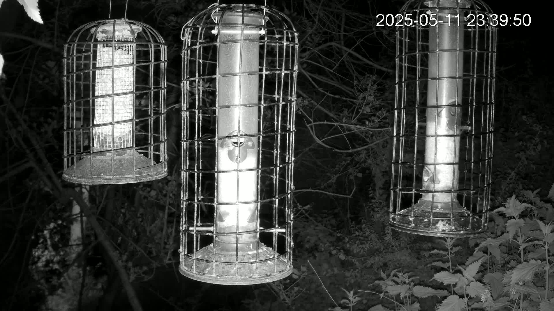Three caged bird feeders hang in the darkness of a wooded area at night.