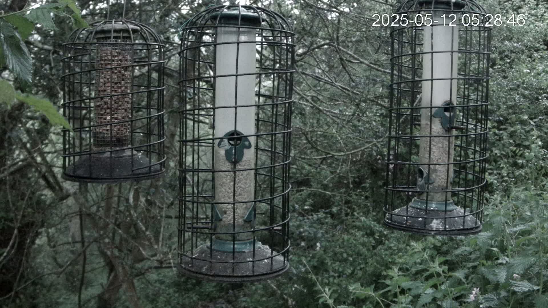 Three bird feeders, filled with seeds and nuts, hang from tree branches in a wooded area on an overcast day.
