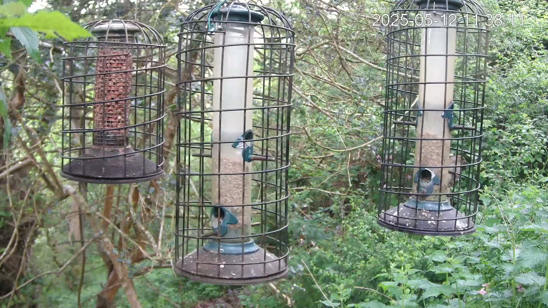Three bird feeders filled with seeds and nuts hang from tree branches in a wooded area.