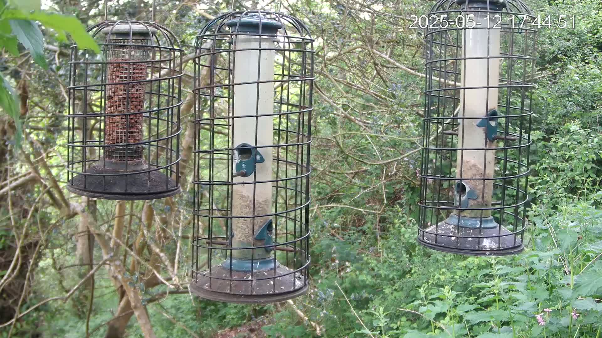 Three caged bird feeders hang from branches in a wooded area with lush green undergrowth.