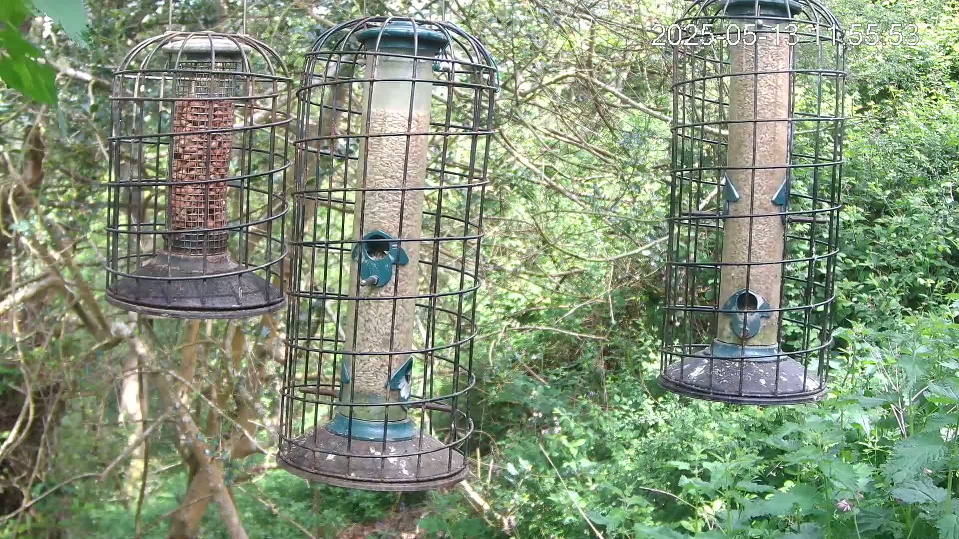 Three cylindrical bird feeders, enclosed in wire cages, hang from tree branches in a wooded area with lush green foliage.