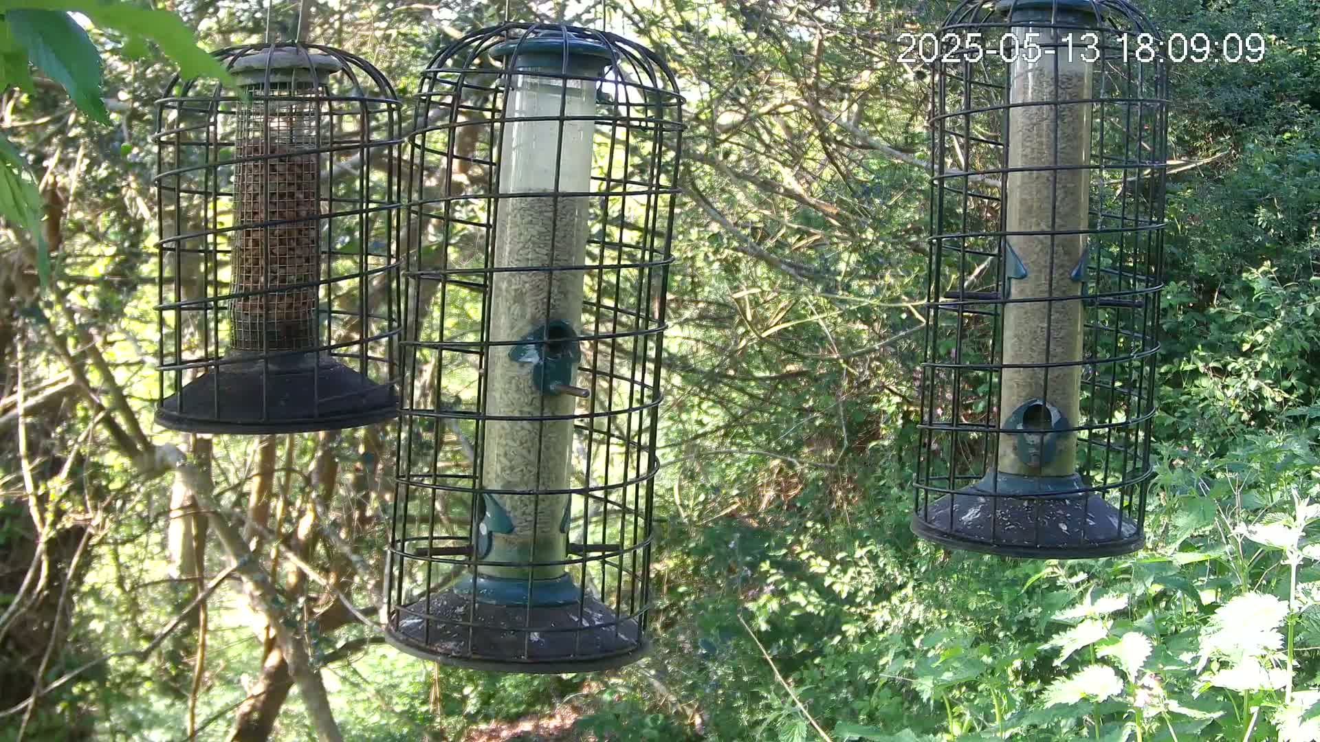 Three caged bird feeders filled with seeds hang from branches in a lush green wooded area on a sunny day.