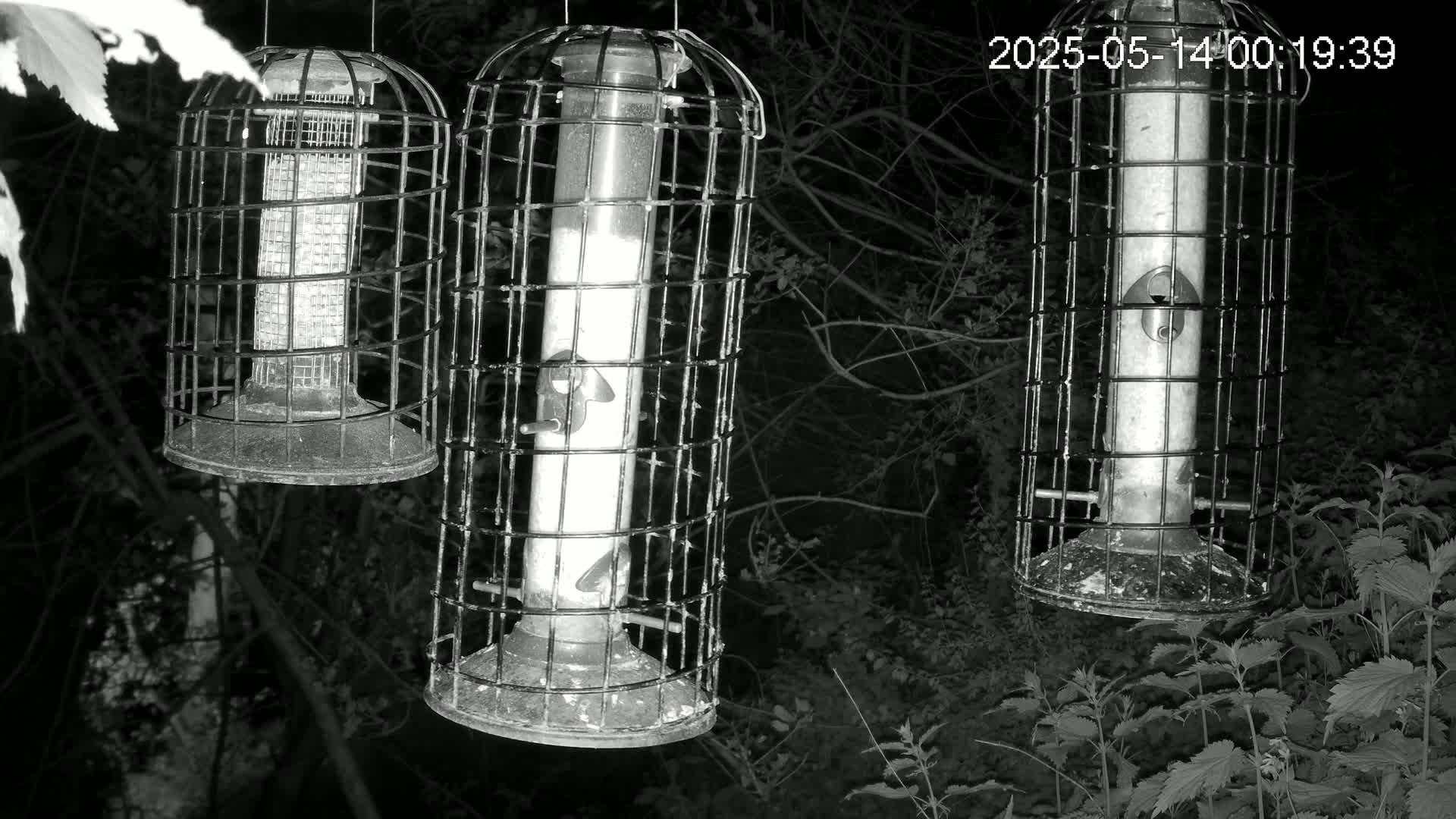Cornwall, Bird Watching Bird Feeder Live Cam -  Helston, Cornwall, South West, England, United Kingdom
