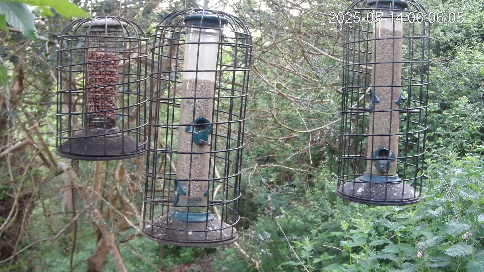 Cornwall, Bird Watching Bird Feeder Live Cam -  Helston, Cornwall, South West, England, United Kingdom