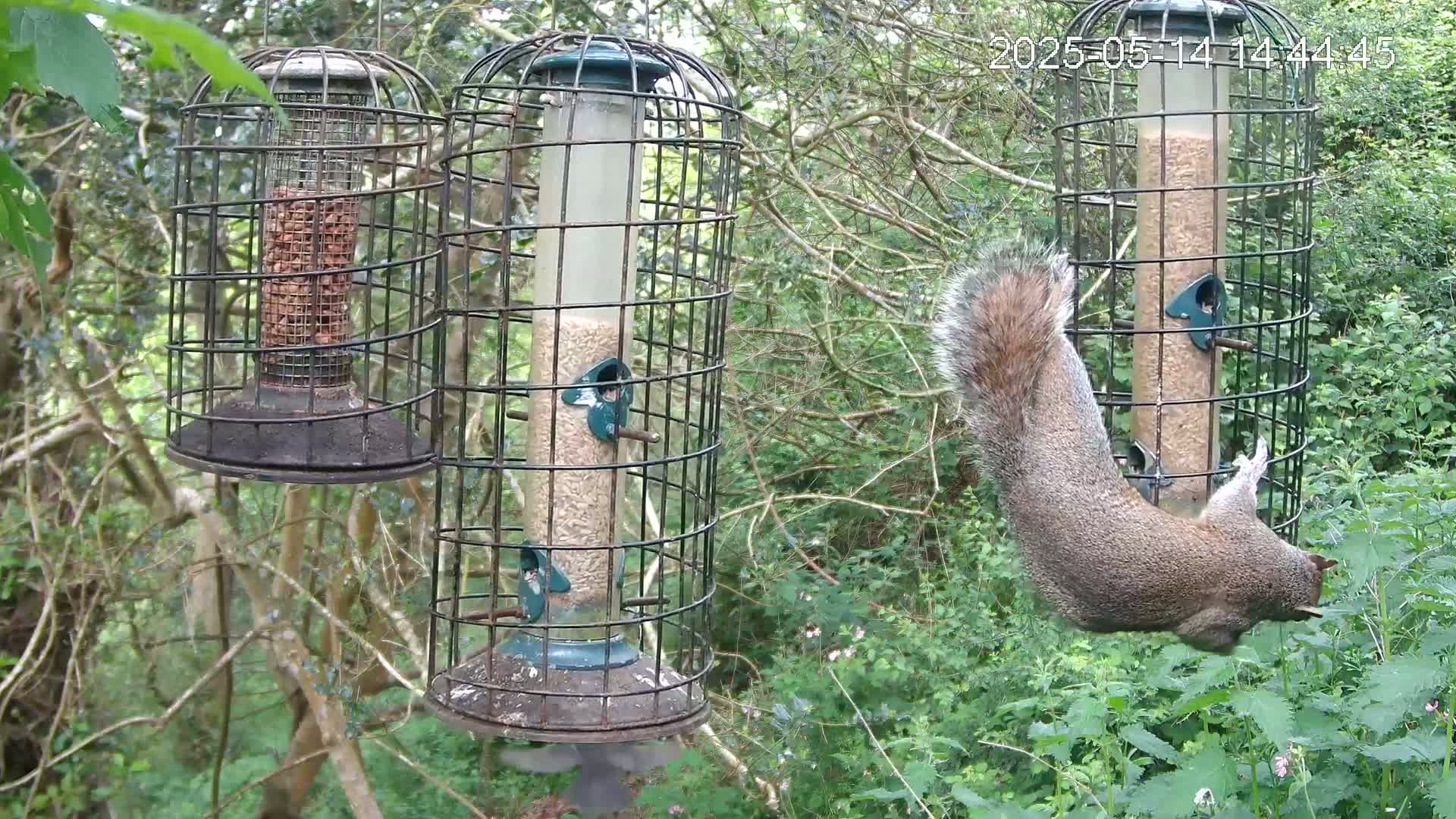 A gray squirrel is upside down attempting to reach bird feeders filled with seeds and nuts, hanging from trees in a leafy, wooded area.