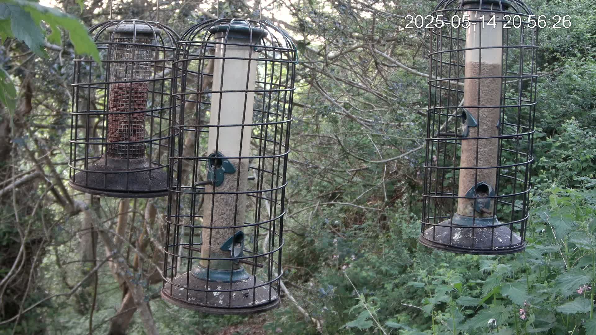 Three bird feeders, enclosed in wire cages, hang from trees in a wooded area.