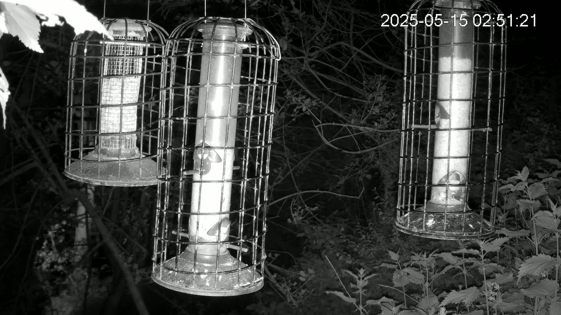 Cornwall, Bird Watching Bird Feeder Live Cam -  Helston, Cornwall, South West, England, United Kingdom