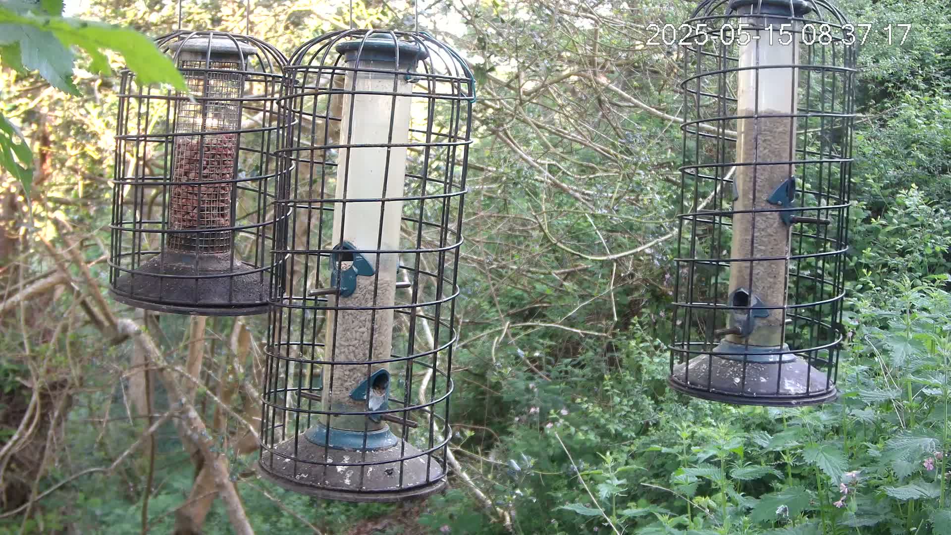 Three bird feeders, filled with seeds, hang from trees in a leafy, wooded area.