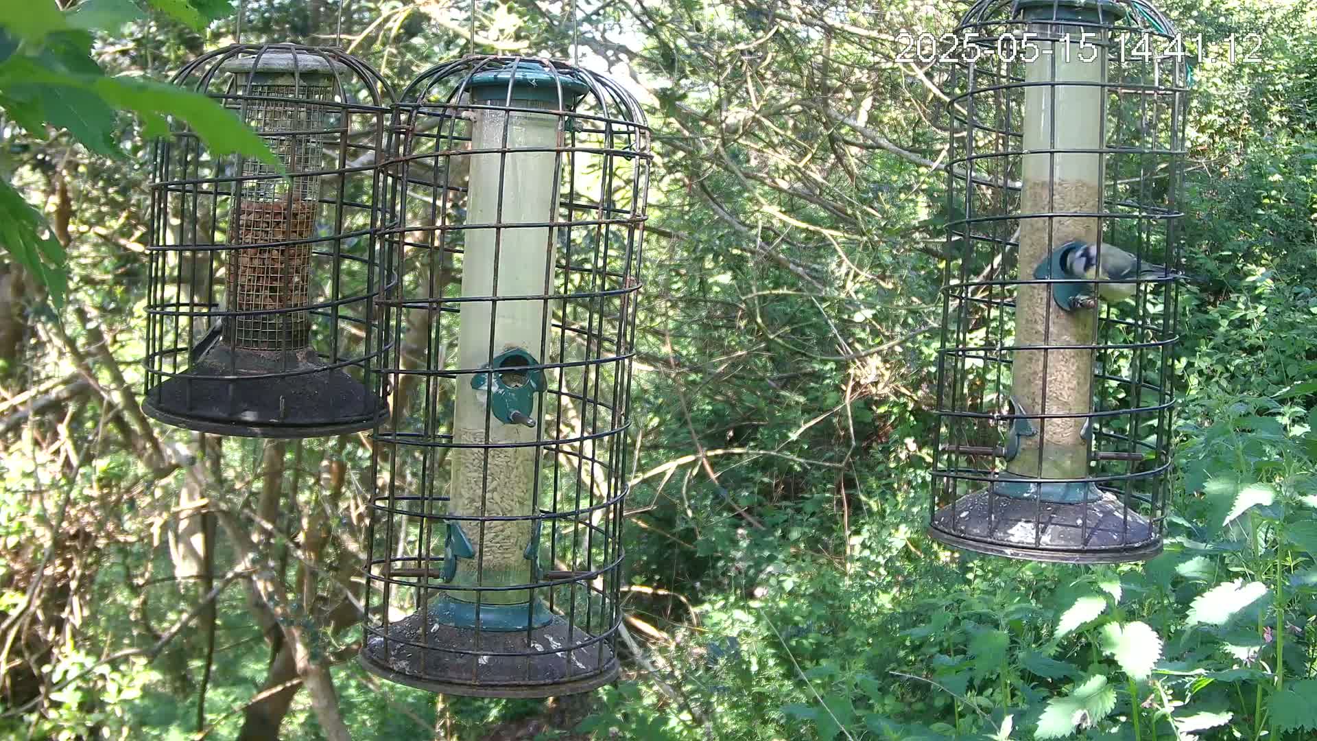 Three caged bird feeders hang in a lush green wooded area on a sunny day, with one feeder showing a bird actively eating.