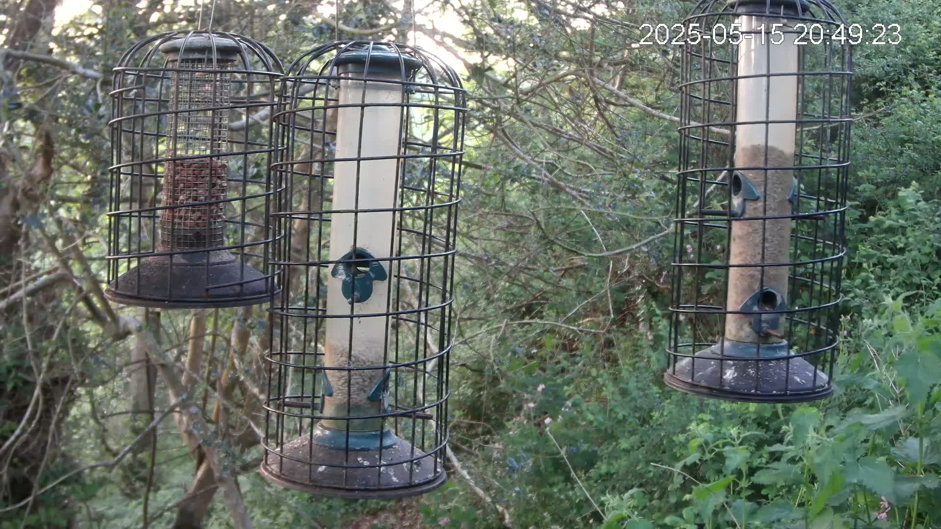 Three cylindrical bird feeders, enclosed in wire cages, hang from tree branches in a wooded area with green undergrowth.