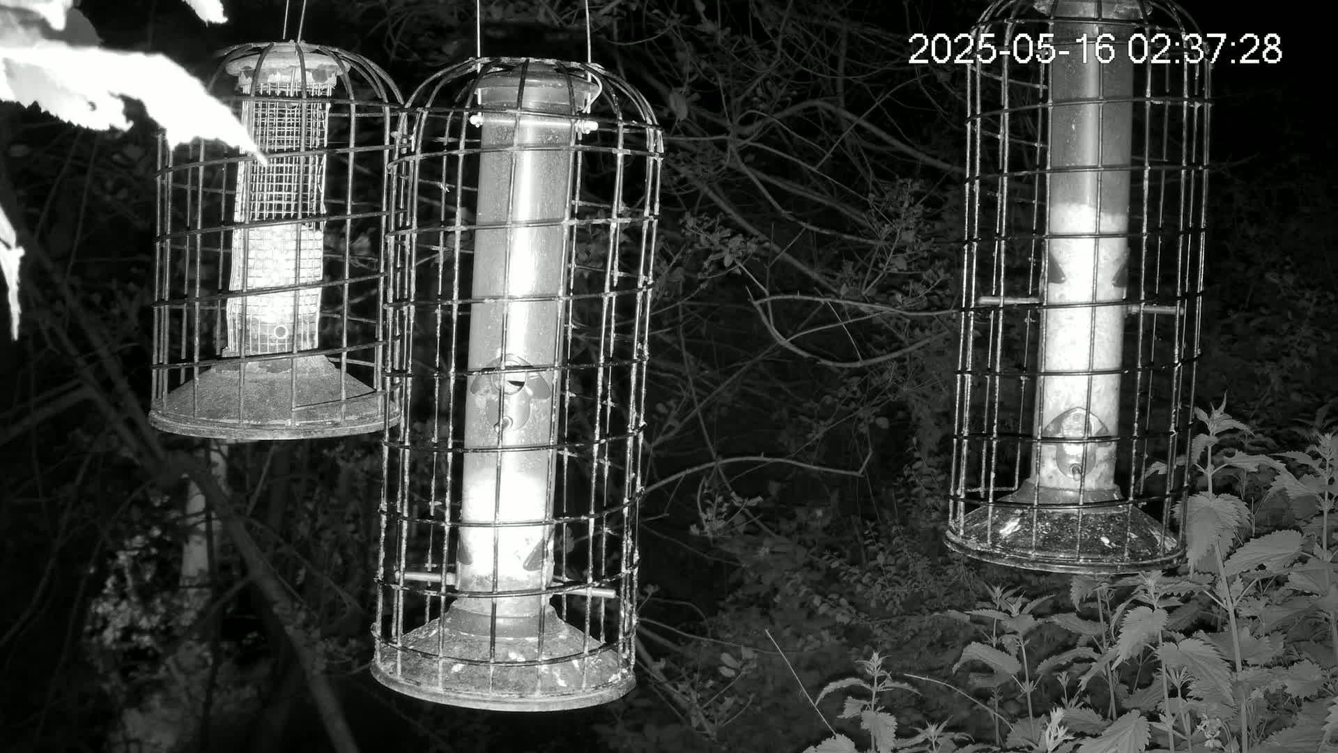 Cornwall, Bird Watching Bird Feeder Live Cam -  Helston, Cornwall, South West, England, United Kingdom