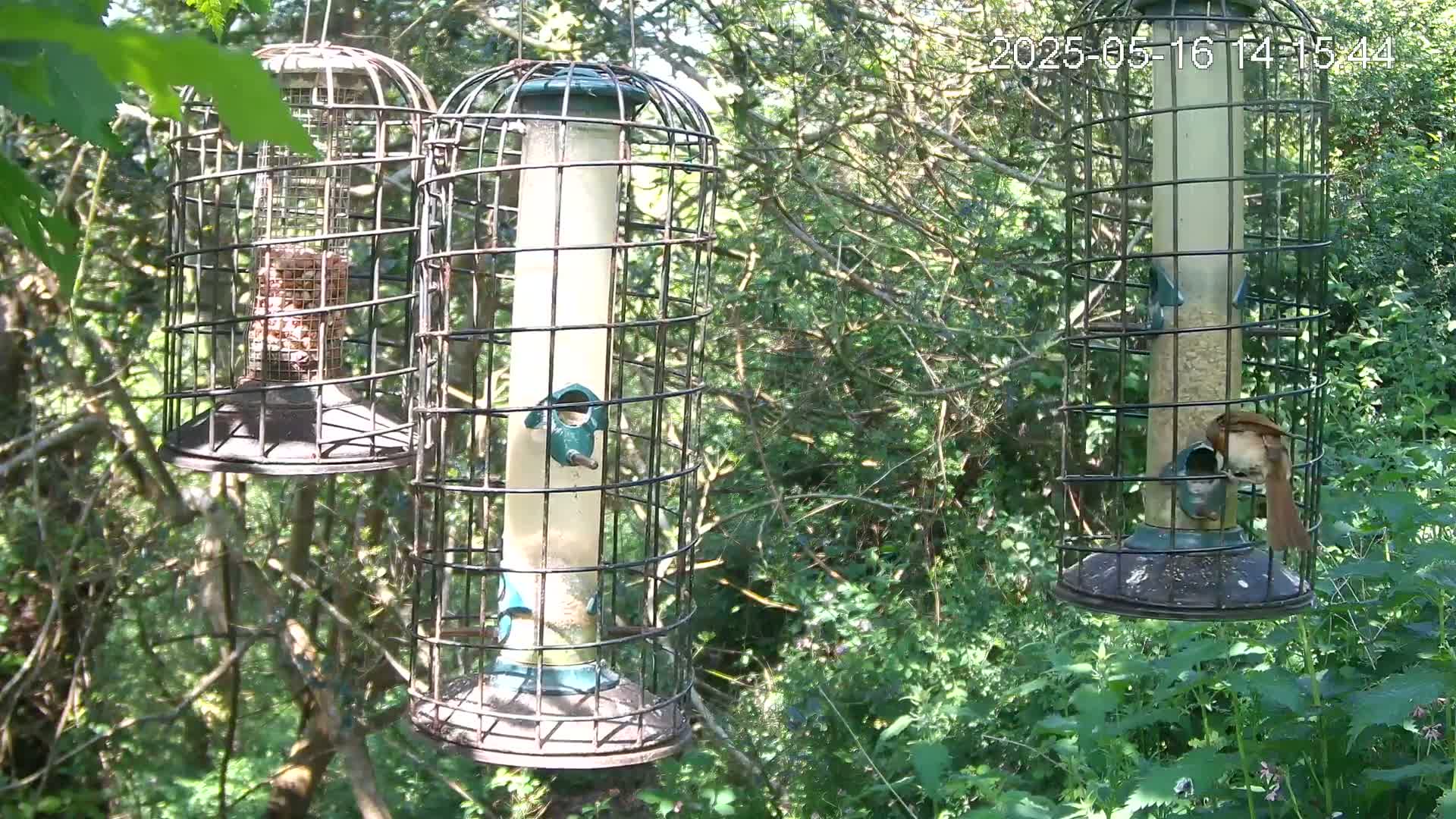 Three caged bird feeders hang from tree branches in a sunny, leafy woodland setting, with birds feeding at two of them.