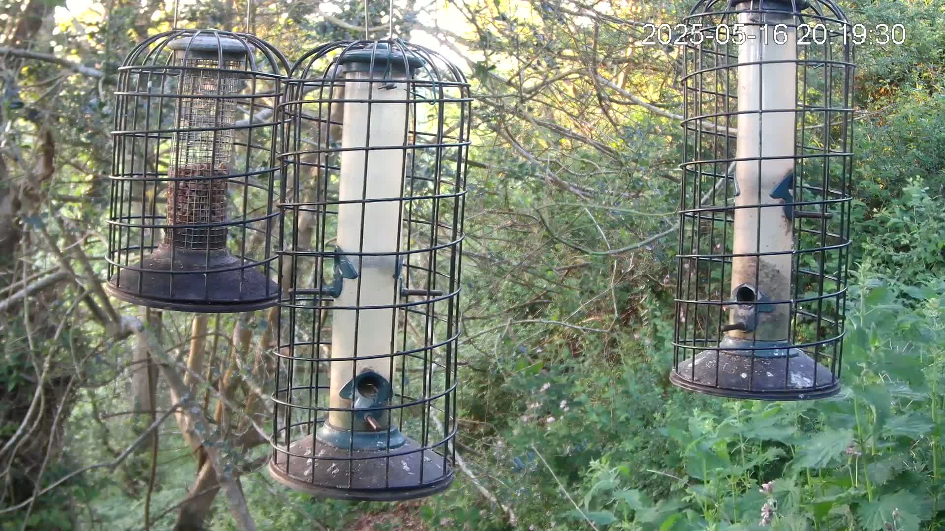 Three bird feeders hang from branches in a wooded area in the dappled sunlight.