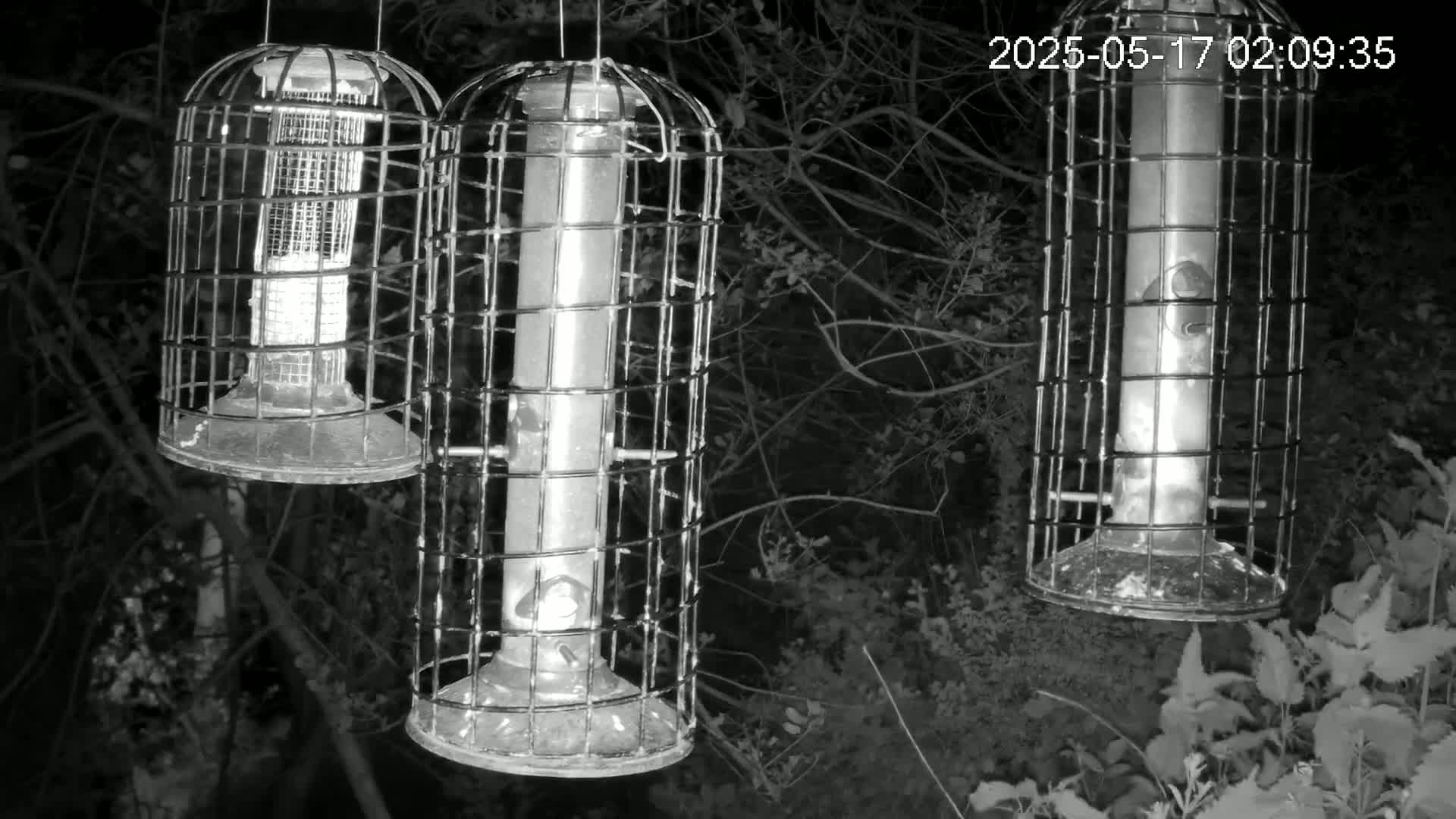Cornwall, Bird Watching Bird Feeder Live Cam -  Helston, Cornwall, South West, England, United Kingdom