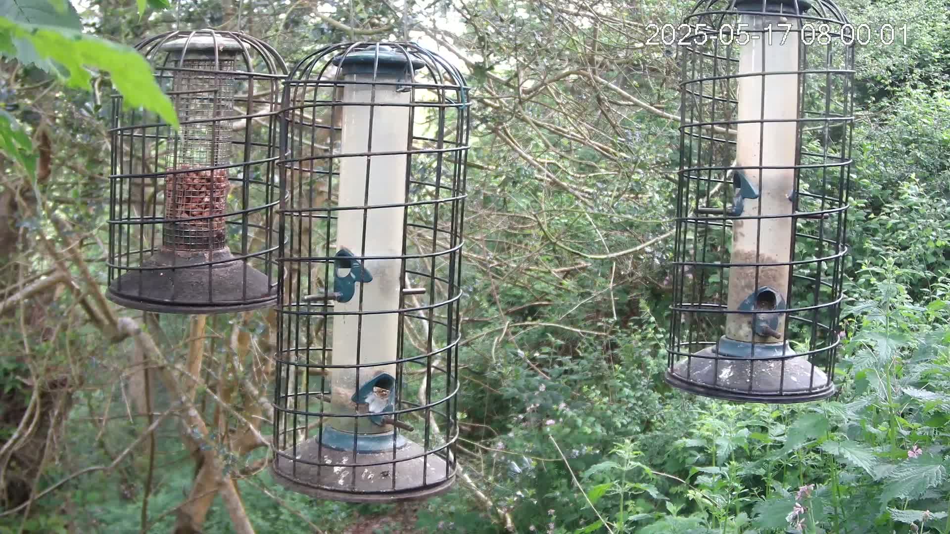 Cornwall, Bird Watching Bird Feeder Live Cam -  Helston, Cornwall, South West, England, United Kingdom