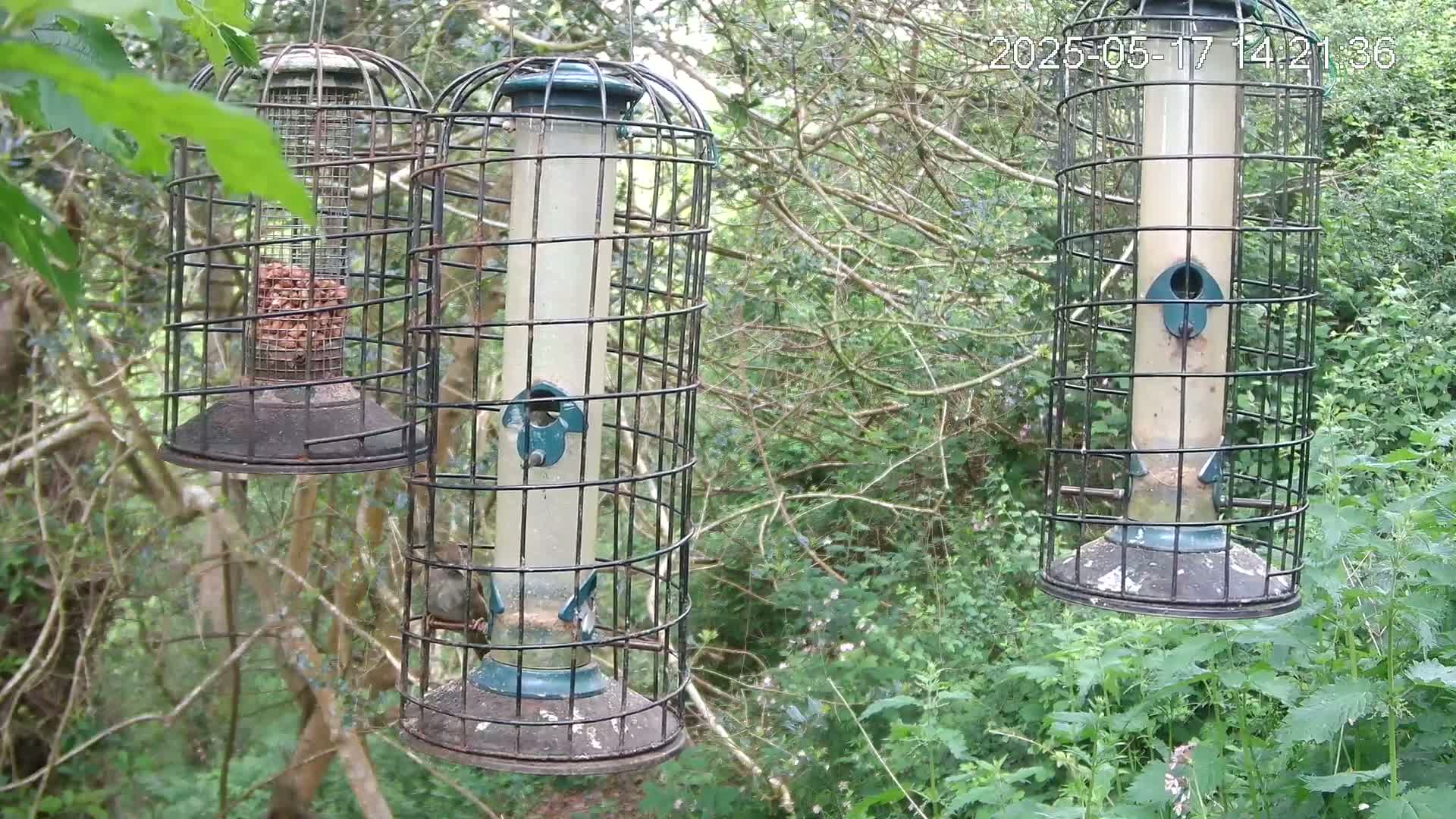 Three caged bird feeders hang from tree branches in a wooded area on a bright day.