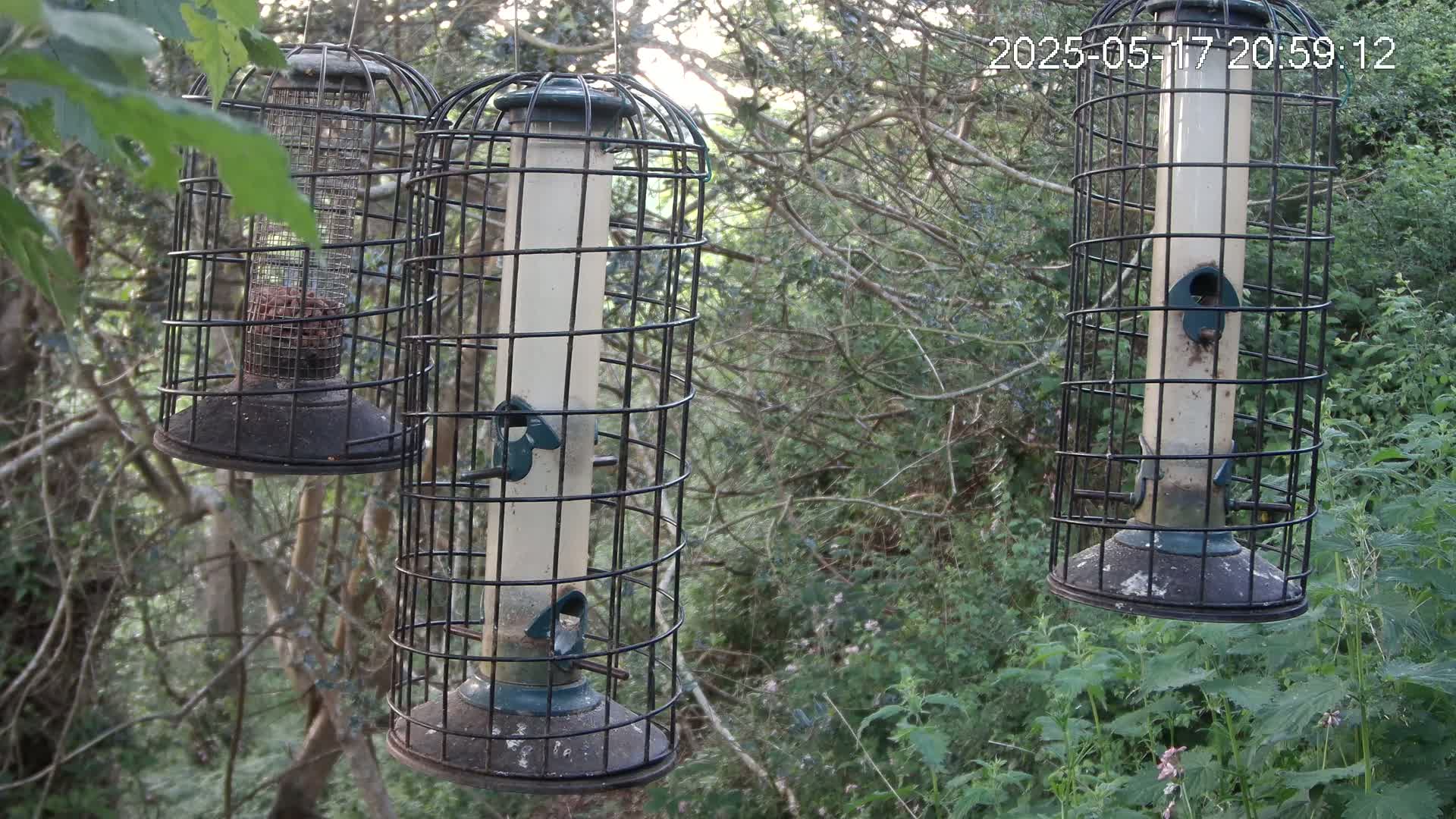 Cornwall, Bird Watching Bird Feeder Live Cam -  Helston, Cornwall, South West, England, United Kingdom